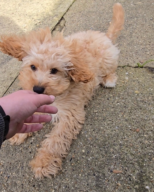 PUPPY !!!! 🐶 😍
Milo has since interrogated me and said I can't have one. 😭
#Puppy #CavaPoo #WantsOne #DogsAreBetterThanHumans