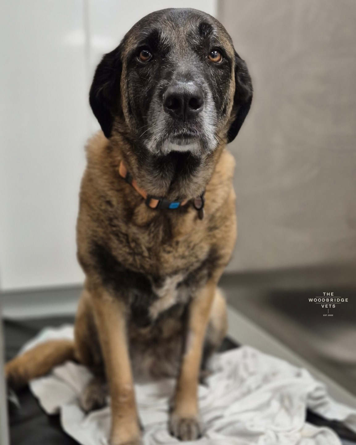 Meet Harley. Harley is a 6-year-old female who had recently been more tired than usual and alowed down and not too keen for her walks. Her owners brought her to The Woodbridge Vets, where our vet Simon carefully took charge of her care ❤
Simon recommended an ACTH stimulation test to investigate suspected Addison’s disease, a condition where the body doesn’t produce enough steroid hormones. Harley stayed for the day so the team could place an IV catheter, take blood samples, and monitor her closely during his stay.
The results suggested Addison’s disease, which could also be affecting her thyroid and digestion. Addison’s disease is a condition where the adrenal glands don’t make enough important hormones, including cortisol, which helps the body handle stress, and aldosterone, which controls salt and water balance. Dogs with Addison’s can be weak, tired, lose their appetite, or have vomiting and diarrhea. With lifelong hormone therapy and careful monitoring, dogs can live happy, active lives.
We're pleased to report that Harley is responding well to her treatment and medication. With Simon’s careful care and ongoing monitoring, Harley is now back to being the lively, playful with her family ❤ Well done Harley for being so brave!
#thewoodbridgevets #independentpractice #veterinarypractice #veterinarycare #veterinaryinvestigations #laboratorytesting #addisonsdisease #canine #dogs #veterinarydiagnosis #suffolkvets #veterinarymedice #veterinaryteam #veterinaryreferral #veterinarymedicine #welovedogs #sufolkcommunity
