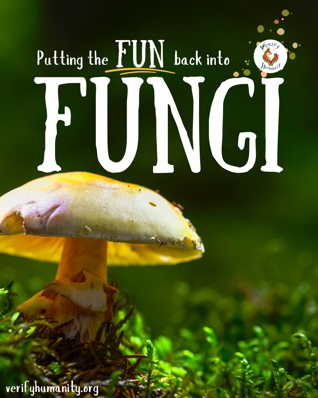 Natureโs most fun guy โ fungi! ๐๐ฑ
Often overlooked, fungi are essential to thriving ecosystems. Alongside plants and animals, they work hard decomposing dead wood, plants, and animals. By softening dead wood, fungi make it possible for invertebrates like beetles, flies, and cockroaches to feed.
This process fuels the food chain, nourishes the soil, and turns wood into rich humusโkey to healthy forests. As climates change and environments are disturbed, remembering (and protecting) our fungal friends matters more than ever. ๐๐
#fungi #ukfungi #healthyecosystems #fungifuture #funginews