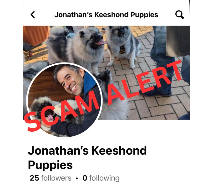 Scammers are at it again you guys….
I have obviously reported this account as a scam/fake but Facebook does nothing so PLEASE be alert and check, check, check, who you contact for puppies!
This is not a real breeder, half of the photos and videos he shares are of my home, my son, my dogs, my previous litters, please don’t be duped by these scammers. Insist on chatting over FaceTime. If something doesn’t feel right, walk away.
The Keeshond Club of America also provides a reputable breeder listing on https://www.keeshond.org/breeder-listing
#keeshondpuppy #scambreeders #keeshondpuppies #keeshondsofinstagram #keeshond #dogs
