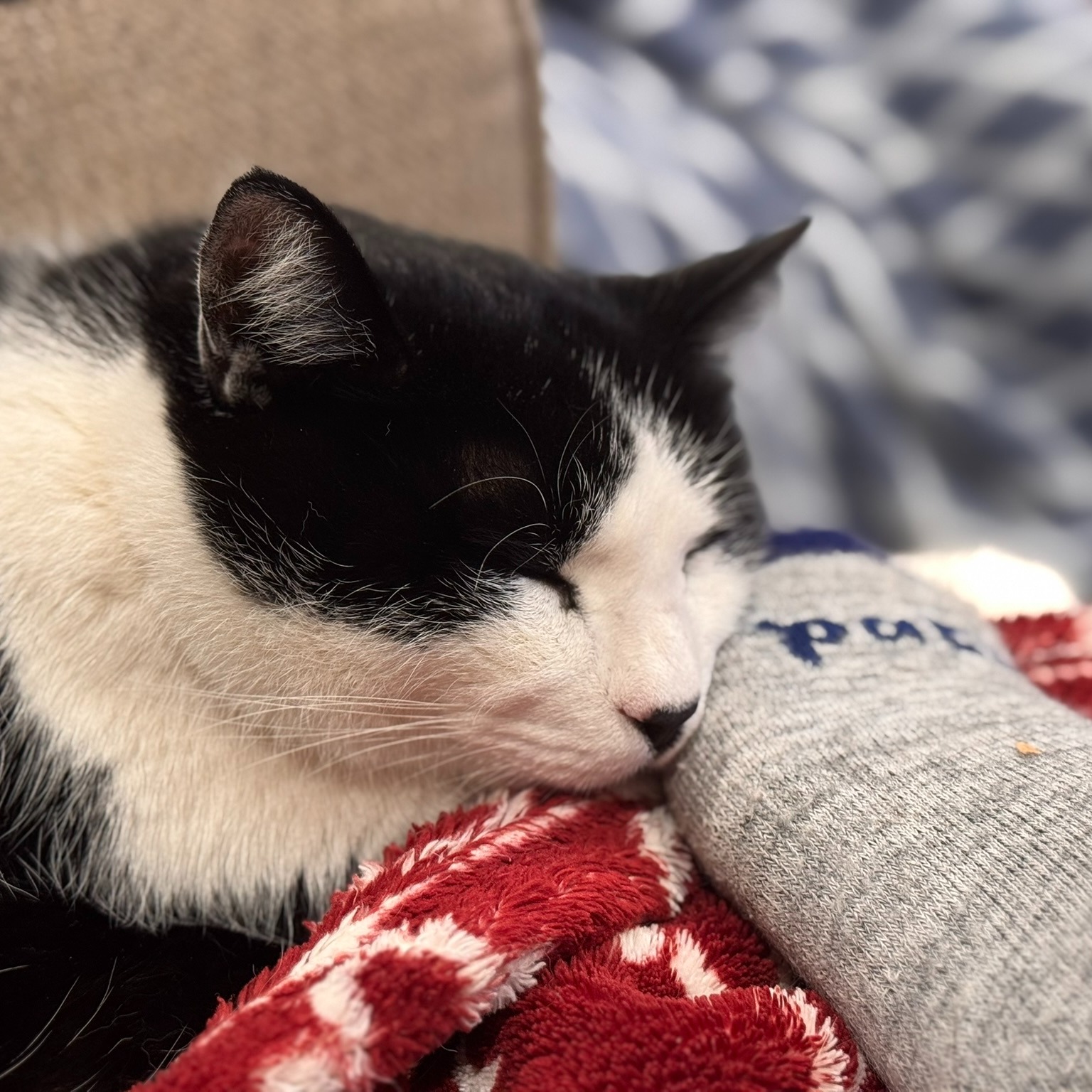 There’s something extra comforting about a quiet chapter and a warm little friend curled up beside you. 🤍📚🐾
Grateful for slow moments—and my black-and-white sidekick.
#CatNap #ReadingTime #Bookstagram #CatLovers #CozyReading #WritersLife #AmReading #AmWriting