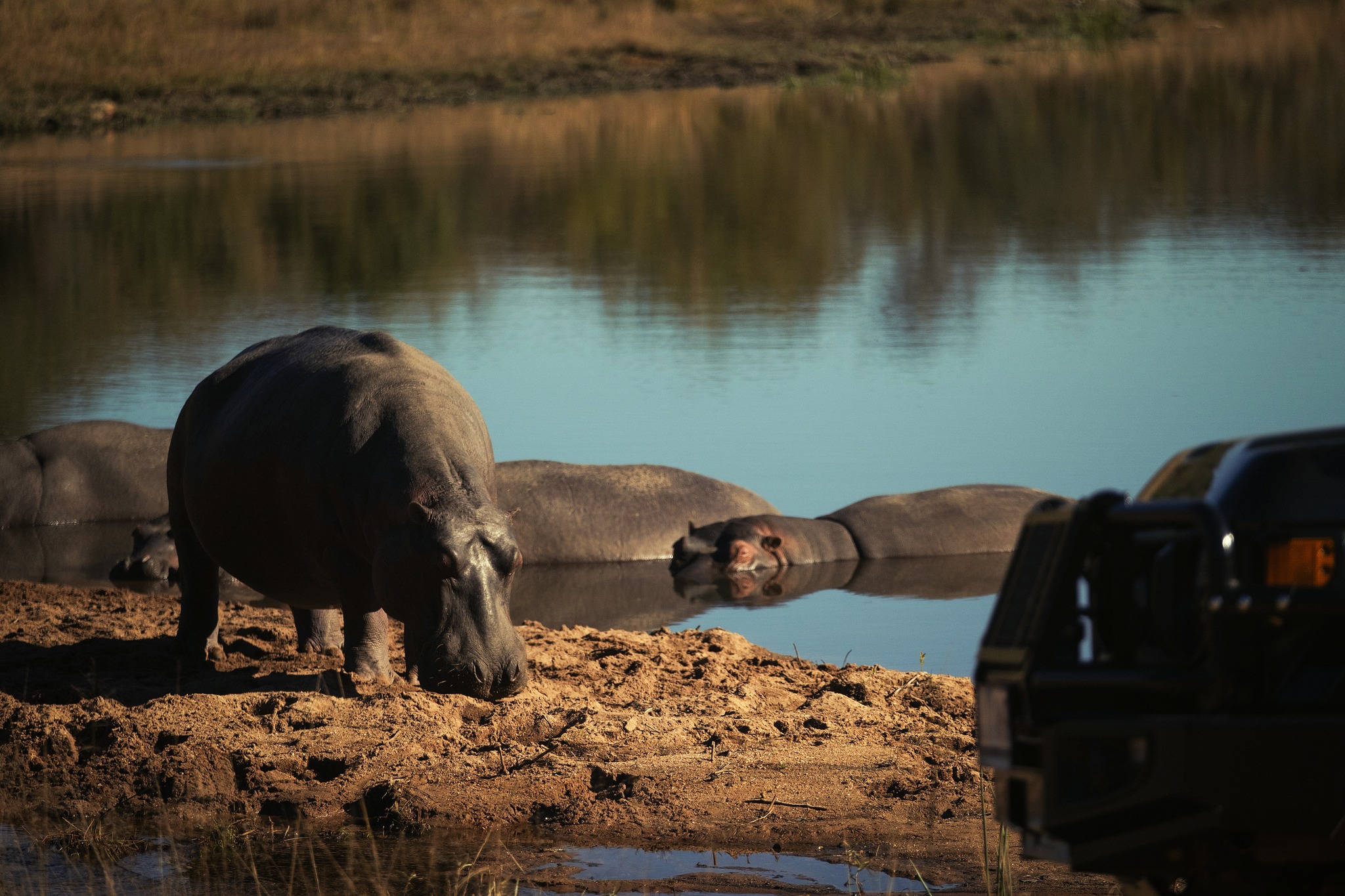 Front-row seats to the wildest kind of calm… where nature comes quietly to you.
#57Waterberg #SafariEscape #Hippo