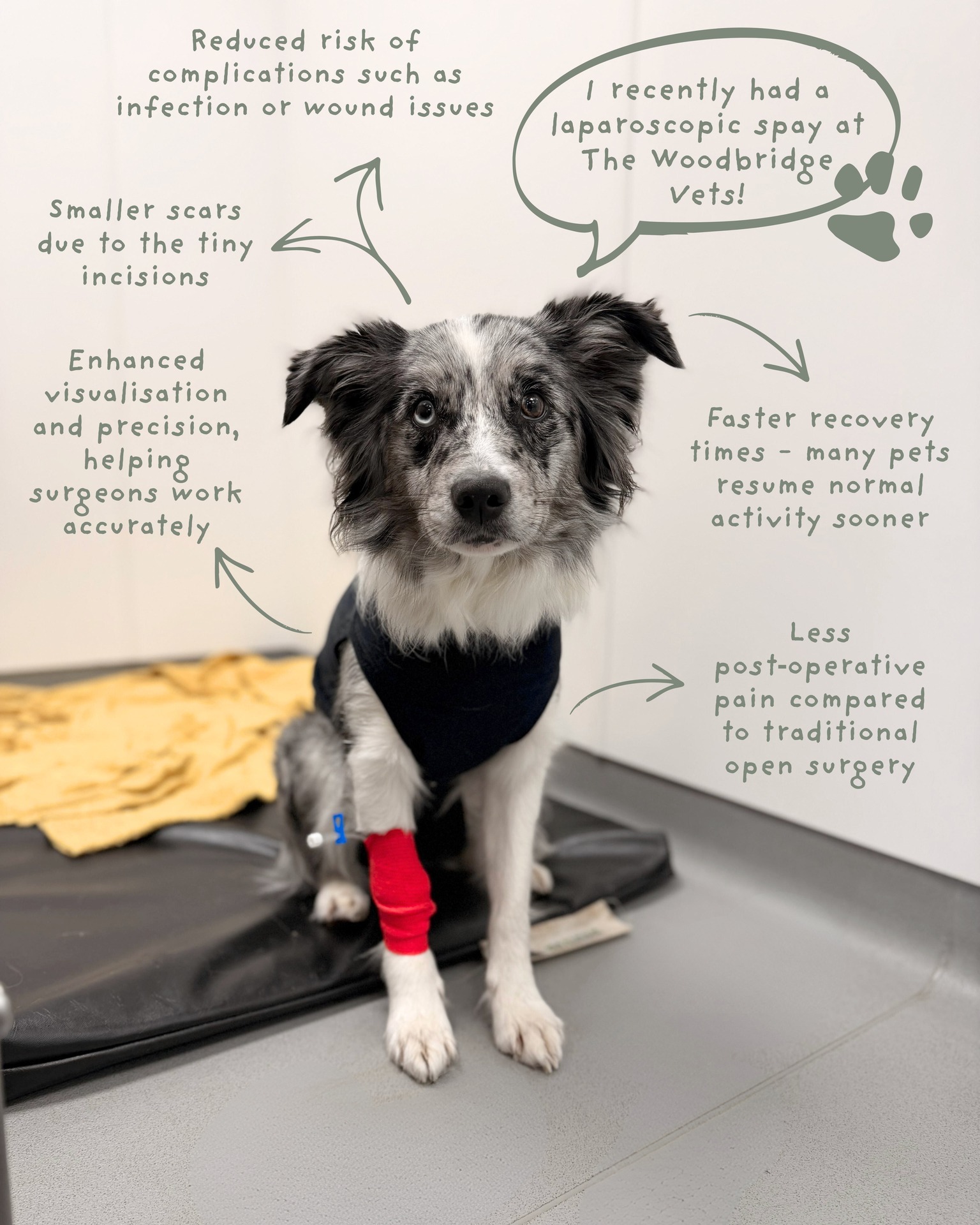 Meet Luna. Luna’s owners recently chose a laparoscopic (keyhole procedure) spay for her. This is a very routine procedure, performed at The Woodbridge Vets by fully qualified veterinary professionals.
From the initial consultation, Luna’s owners felt completely reassured. Our veterinary team took the time to explain the procedure clearly and answer every question, helping them feel confident in their decision. Knowing that the same full-time vet would care for Luna from start to finish - provided real peace of mind.
The keyhole technique meant smaller incisions and a smoother recovery. Luna was back to her bright, playful self much sooner than expected, which was a huge relief for her owners. What Luna's owners appreciated most was the continuity of care and open communication throughout the process. They always knew who to contact and felt fully supported at every stage of Luna’s journey ❤
#thewoodbridgevets #independentpractice #suffolkvet #meltonvet #veterinaryteam #veterinarypractice #canine #dogs #bordercollie #laparoscopicsurgery #veterinaryservice #veterinaryprocedure #caninehealth