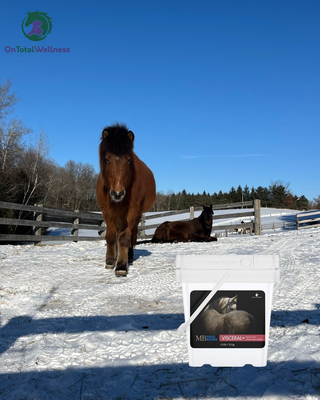 Big weather shifts can impact the gut.
Rapid temperature changes can stress the digestive system, alter water intake and disrupt normal gut motility.
Mad Barn Visceral+ supports gastric and hindgut health with targeted ingredients that help maintain a healthy stomach lining and microbial balance
Available at OnTotalWellness.com
Tottenham PickUp
Shipping available
#MadBarn #GutHealth #VisceralPlus #equinesupplements #SeasonalCare