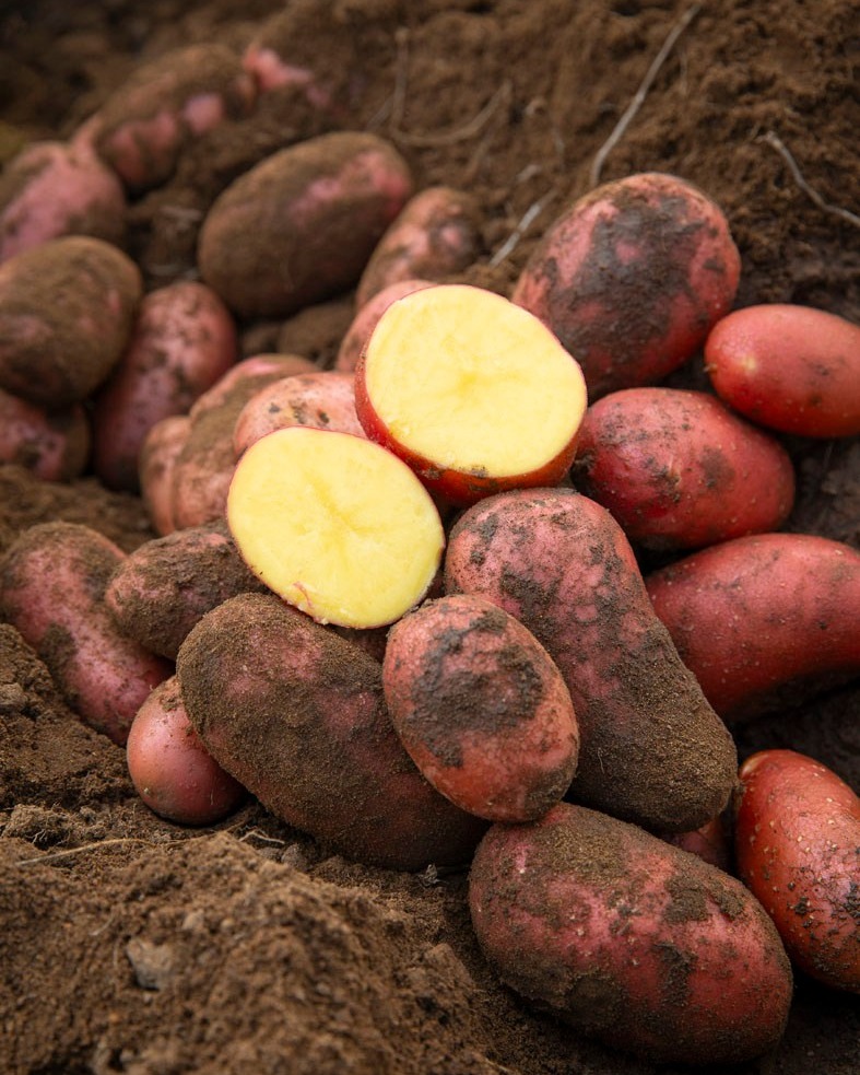 Meet the potato that refuses to blend in.
With its vibrant colouring, creamy texture, and buttery flavour, the Prince of Orange potato is a seasonal standout.
Prince of Orange gets its name and colouring from carotenoids, natural compounds that add antioxidants and a visual pop to your plate. 🥔✨
A true all-rounder, these potatoes are perfect for roasting, mashing, boiling, or even trying your hand at gnocchi. Their colour and flavour hold up in every dish, making them a standout for everyday meals and special recipes alike.
Grown in the Southern Forests, the cooler climate, and rich soils give each potato time to develop full flavour and consistency, so every bite is as delicious as it looks.
Stayed tuned to meet the Southern Forests growers behind these Prince of Orange potatoes and see how their care and approach to the land is shaping the future of farming.
📸 @craigkinderfood
#genuinelysouthernforests #wapotatoes #southernforestsproduce