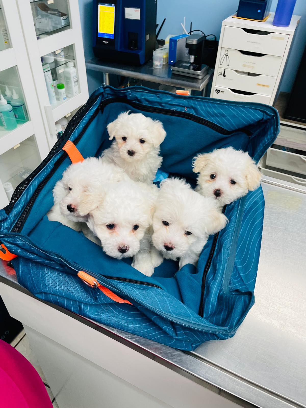 Ya los bebés de Lucía y Niko tienen sus primeras vacunas y desparasitó. Solo quedan 3 varones. Entrega comenzando la próxima semana. 🤗