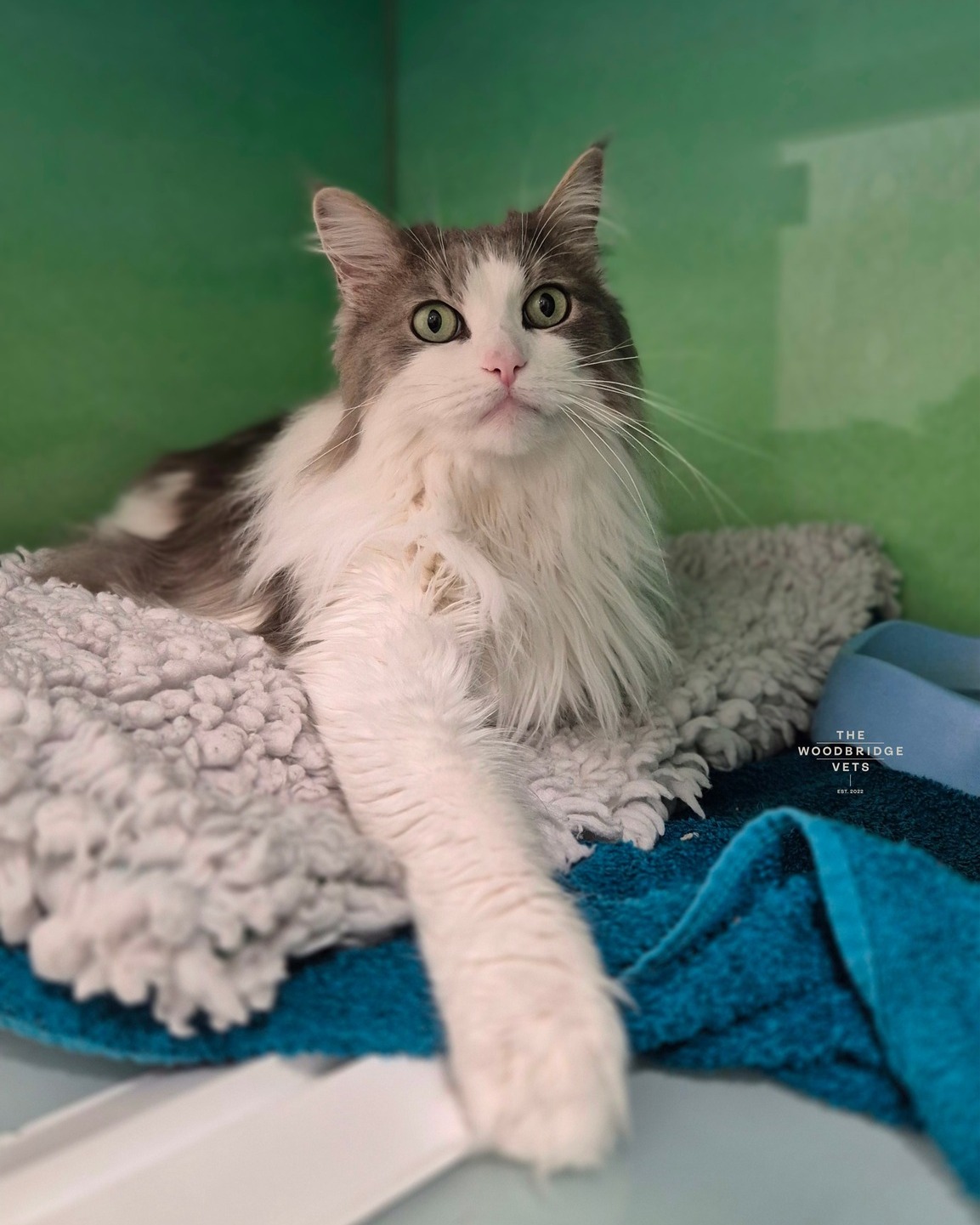 Meet Fyne.
Fyne has been having some urinary issues at home, and under the care of our vet Simon and our veterinary team has been working closely with his owners to find the best plan. Simon has carried out careful examinations, monitored his bladder, and performed lab tests to keep him healthy and comfortable.
His owners are doing a fantastic job - trying to collect urine samples at home and ensuring he gets the right diet to support his urinary health. With some patience, monitoring, and the right nutrition, Fyne is on his way to feeling his best again.
We love seeing how attentive owners like Fyne’s make such a difference - every step helps our furry friends stay happy, healthy, and loved 💚
If your cat is showing signs of urinary issues, don’t wait - early checks and the right diet can make all the difference.
#thewoodbridgevets #independentveterinarypractice #veterinarypractice #feline #cats #veterinaryteam #suffolkvet #veterinaryservice #veterinarytreatment #catfriendlypractice #felinepractice #veterinarycare