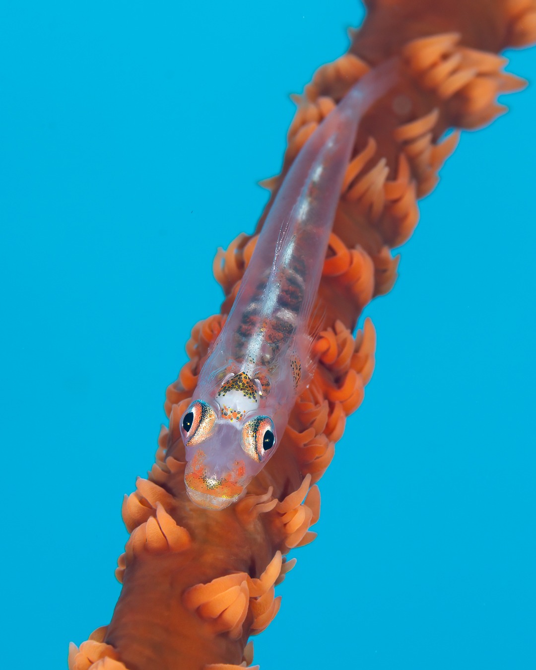๐๐ข๐ง๐ฒ ๐๐ข๐๐ ๐จ๐ง ๐ ๐๐ข๐ง๐ ๐ฅ๐ ๐๐ญ๐ซ๐๐ง๐
Wire Coral Gobies (Bryaninops yongei) spend their whole lives on one fragile whip coral -- theyโre fast, shy, and never stop shifting positionsโฆ but every once in a while, one pauses just long enough to let us glimpse its transparent body and bright eyes.
๐ธ John Warmington
๐ Havannah Harbour, Vanuatu
๐๐๐.๐ฐ๐ฟ๐ถ๐๐๐ฒ๐ฟ๐๐ฝ๐ผ๐๐๐ฒ๐ฟ.๐ฐ๐ผ๐บ
Dive and stay:
๐ต๐๐๐ฝ๐://๐ฎ๐ถ๐ฟ๐ฏ๐ป๐ฏ.๐ฐ๐ผ๐บ/๐ต/๐ธ๐ฎ๐ฟ๐บ๐ฎ๐๐ฎ๐๐ฒ๐ฟ๐
#UnderwaterPhotography #VanuatuMoments #DiveVanuatu #KarmaWatersVanuatu #ReefCritters