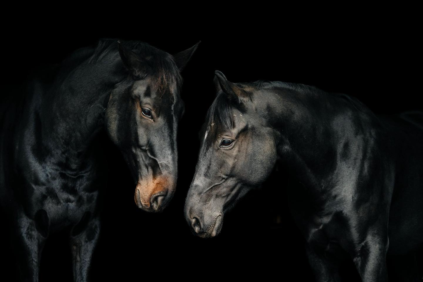 Begegnung.
Kein Halfter.
Keine Bewegung.
Nur ein stiller Dialog im Dunkel.
Pferde zeigen keine Maske.
Sie sind, was sie fühlen.
Genau das fasziniert mich an dieser Art von Portrait –
reduziert auf Licht, Struktur und Charakter.
Andreas Finsterbusch-Franke
Franke Fotografie | Neuruppin
#pferdeportrait #fineartanimal #frankefotografie