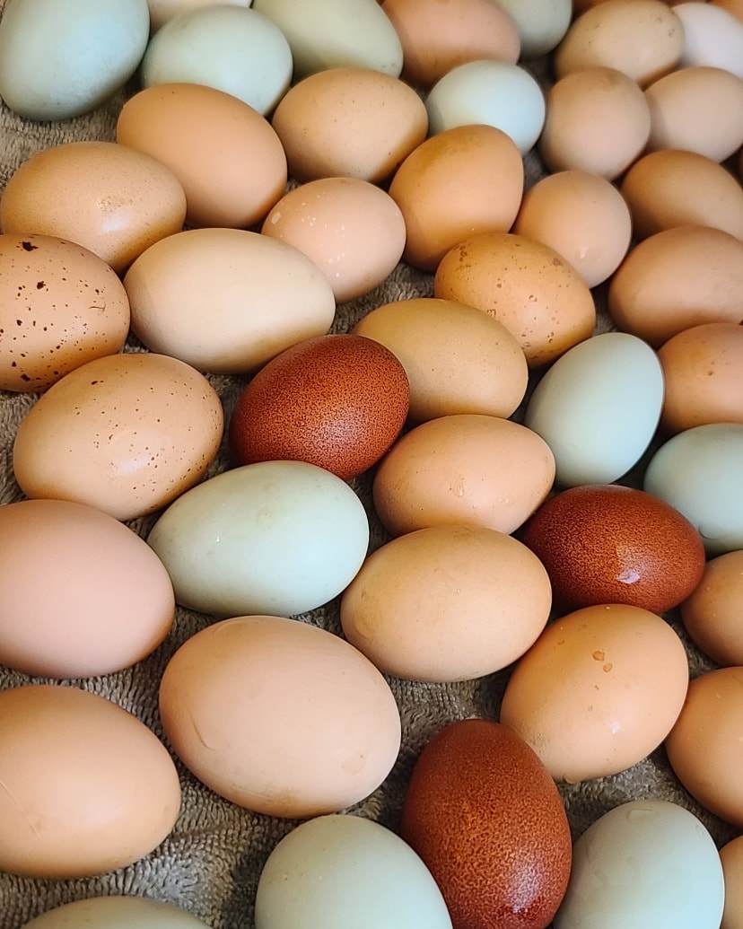 Girls really starting to lay a lot again. 🙌🙌🙌🙌
We're fulfilling a big customer order today, and should be doing another several dozen drop off at The Sassy Sisters Sunday.