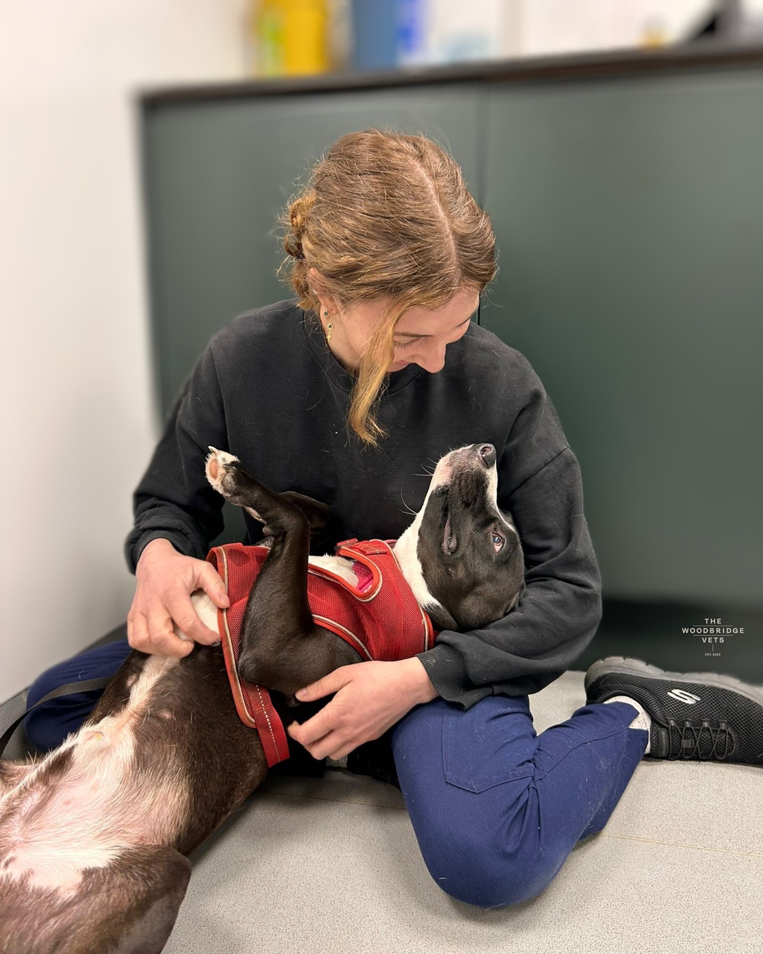 Meet McKenzie ❤
McKenzie recently came to The Woodbridge Vets for his neutering procedure. Under the careful care of our lead nurse Elodie and vet Lizzie, he was supported every step of the way - from IV placement to the surgery itself.
During his stay, McKenzie enjoyed a quiet, comfortable space and plenty of attention from our team. The procedure went smoothly with no complications. At his follow-up a few days later, McKenzie’s wound looked great, he wasn’t bothering the shirt, and he was ready to return to his playful self. We’re so proud of him and grateful to our team for keeping him safe and well cared for throughout his stay 🐾
#thewoodbridgevets #independentpractice #veterinarycare #veterinarypractice #veterinarymedicine #neuteringprocedure #dogs #canine #suffolk #veterinarynurse #veterinaryteam #inpatientcare #animalenclosure