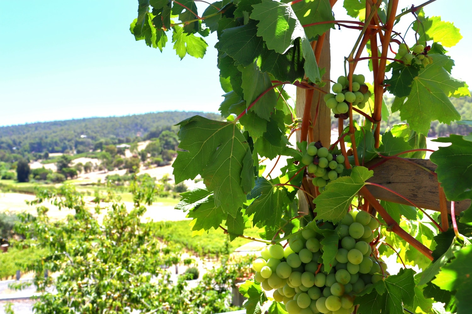 The Weekend is here!
Visit us for a nice chilled glass π₯ π· Open 1130-4