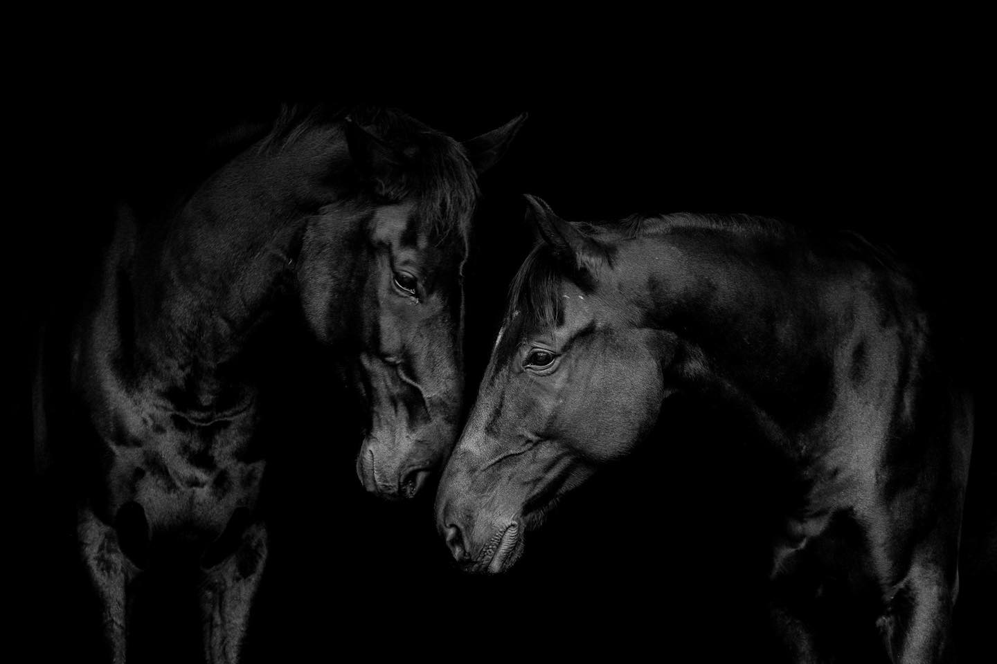 Kein Zaum.
Keine Bühne.
Nur Nähe.
Zwei Seelen im Schatten.
Still. Kraftvoll. Verbunden.
Fotografie bedeutet für mich, das Unsichtbare sichtbar zu machen –
die Spannung zwischen zwei Blicken,
das Vertrauen im Abstand von wenigen Zentimetern.
Reduziert auf Licht und Form.
Ohne Ablenkung. Nur Charakter.
Andreas Finsterbusch-Franke
Franke Fotografie | Neuruppin
#pferdeportrait #fineartphotography #frankefotografie
