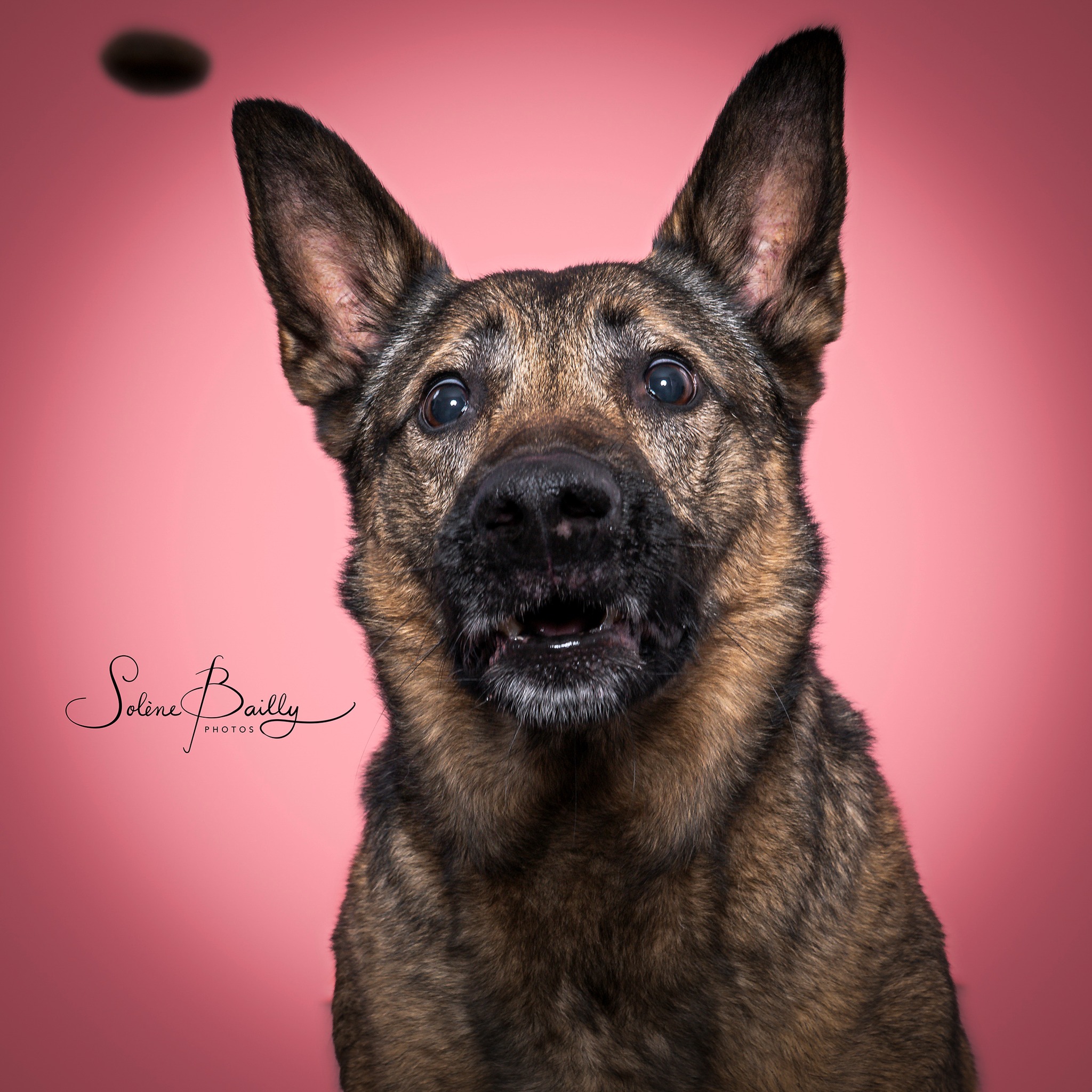 Attrape-moi si tu peux !
Et si on photographiait votre toutou autrement ? 🥰
.
#dogscatchingtreats #dogsofinstagram #dogs #dogslover #dogstagram #dogsphotography #dogsphoto #funnydogs #funnydog #funnydogface #chien #chiendrole #chienmignon