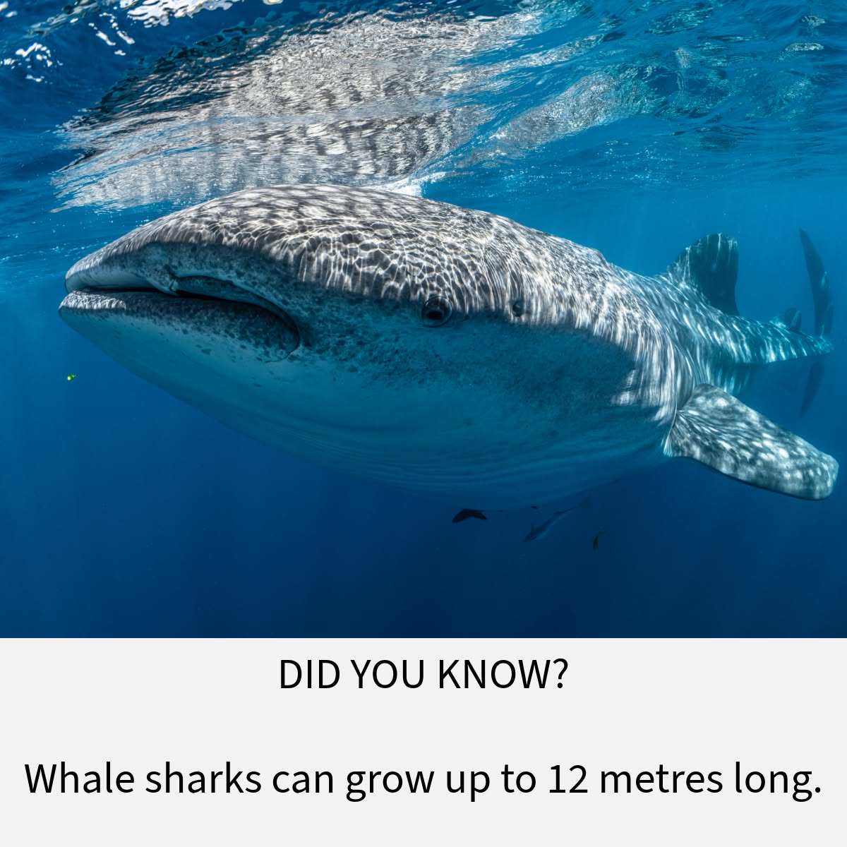 Despite their size, whale sharks are gentle, filter-feeding giants — and swimming alongside them is one of the most unforgettable wildlife encounters in the world.💙
Our 2026 season begins 20 March.
Join us on Ningaloo Reef for an experience you’ll never forget!😍
📸 credit @ollieclarkephoto
#WhaleShark�#WhaleSharkSeason�#WhaleSharkEncounter�#SwimWithWhaleSharks�#WhaleSharkExperience�#GentleGiants #OceanEcoAdventures #MarineLife�#OceanLovers�#UnderwaterWorld #NingalooReef�#ExmouthWA #SeeAustralia�#ExploreWA�#AustraliaBucketList #EcoTourism�#WildlifeAdventure�#BucketListExperience #NingalooMagic