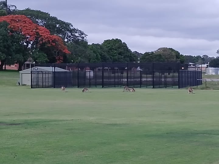 WPC is applying for funding to upgrade the 6 lane cricket nets training facility including the run ups at Eddie Gilbert Memorial Field, with floodlighting and provide power and lighting to the adjacent machinery and storage sheds.
We are seeking member support for this project that we can include in the grant applications. Can you please provide some comments in support? Please do not just like the post - some brief words are needed. Thanks in anticipation.