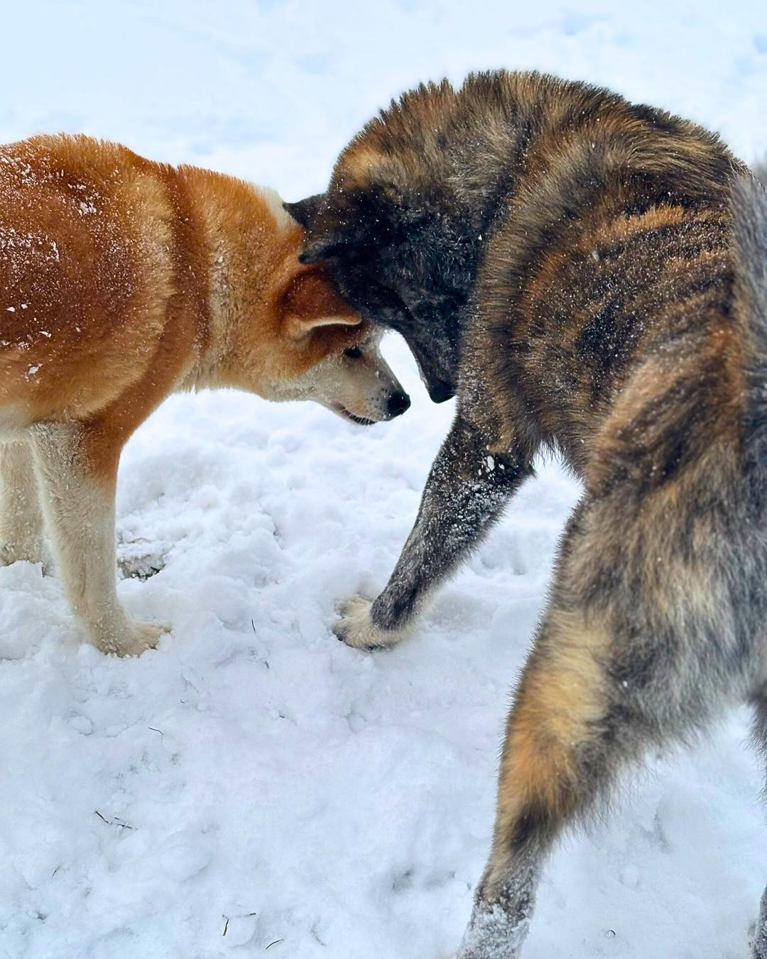 Twarde głowy. Miękkie serca ♥️
#futro #pieskiezycie #polska #love #psy #akitaworld #akita