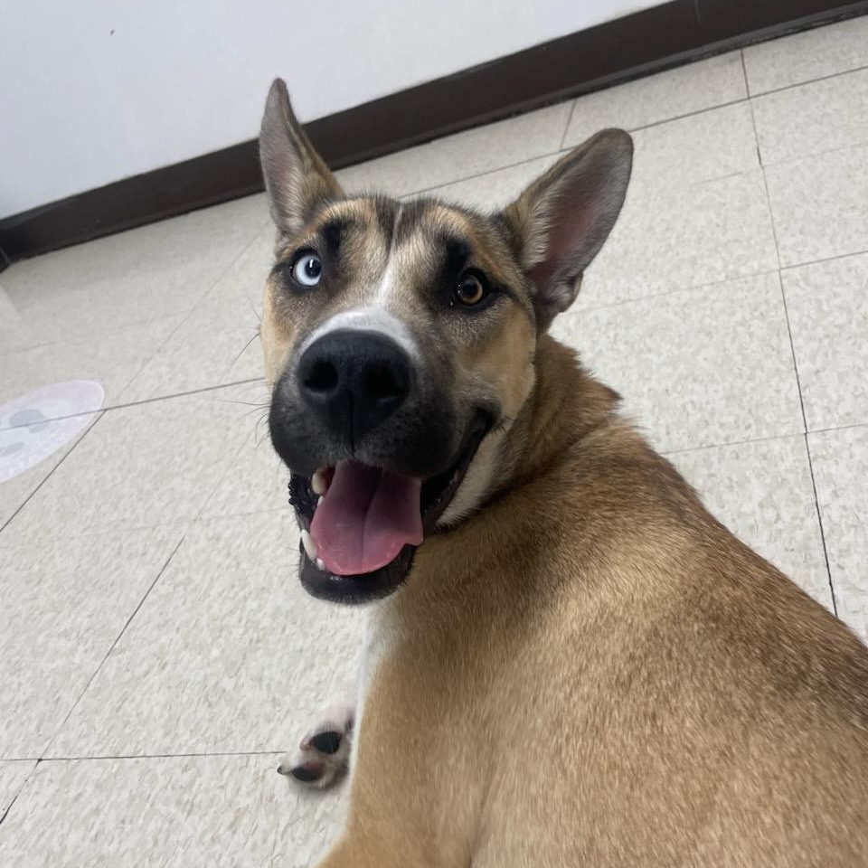 Almond is looking for a foster home! This one-year-old happy pup thrives on equal parts activity and attention and is just fun to be around. She's been in a foster home with several other dogs and we'd like to find her a new place where she's able to be more in the spotlight.
If you're interested, email us at connellpetrescue@gmail.com or fill out an application at redwagginrescue.org.
Check our her Petfinder profile here: https://www.petfinder.com/dog/almond-looking-for-a-foster-home-9be3b689-6e4c-4924-9183-aef16fe1d6b7/wa/seattle/red-waggin-rescue-wa576/details/