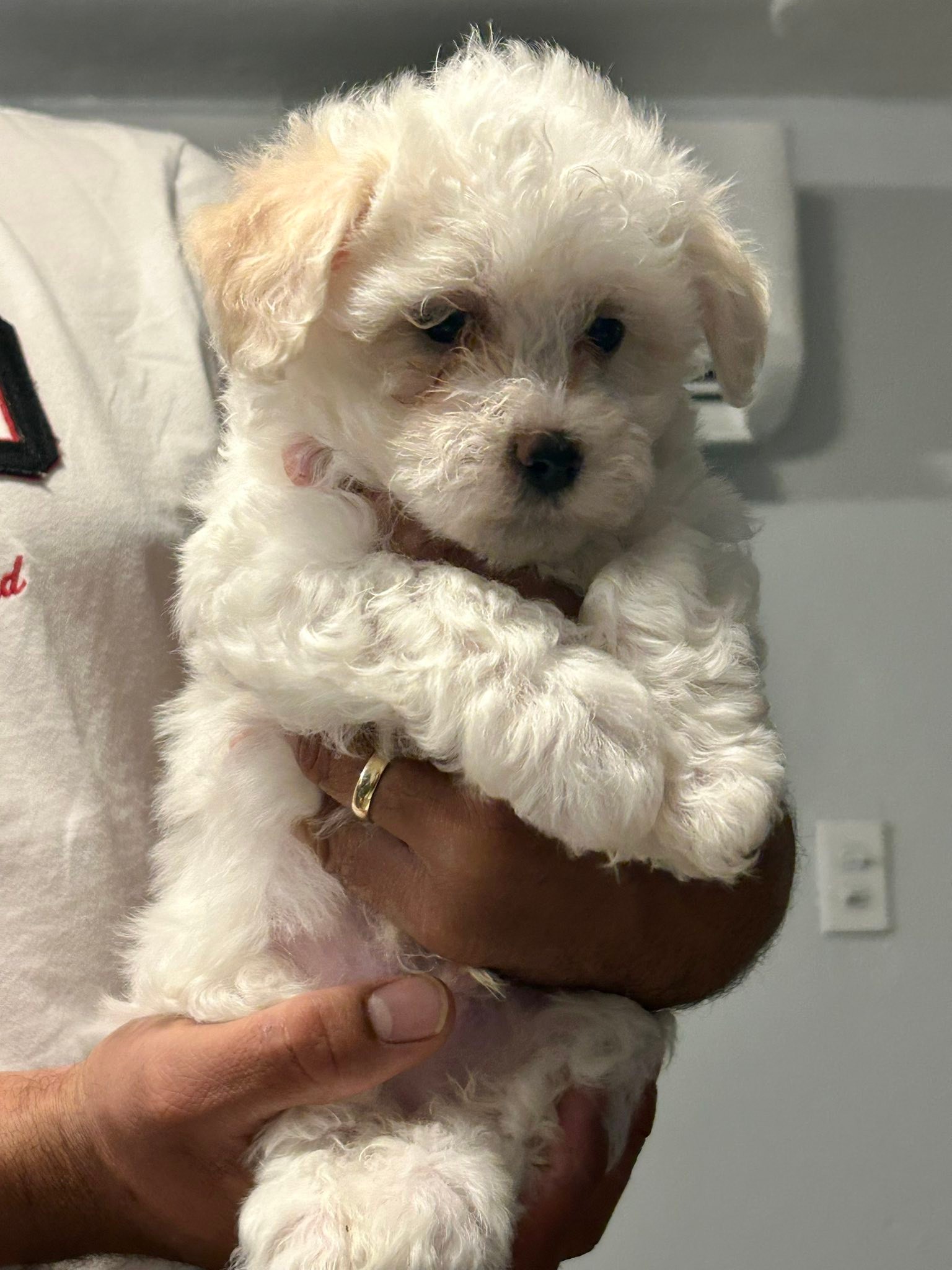 Varón muy bien portado y ya come solito y usa los pads. 🥰🥰Disponible la semana que viene. Ya tiene sus primeras vacunas.