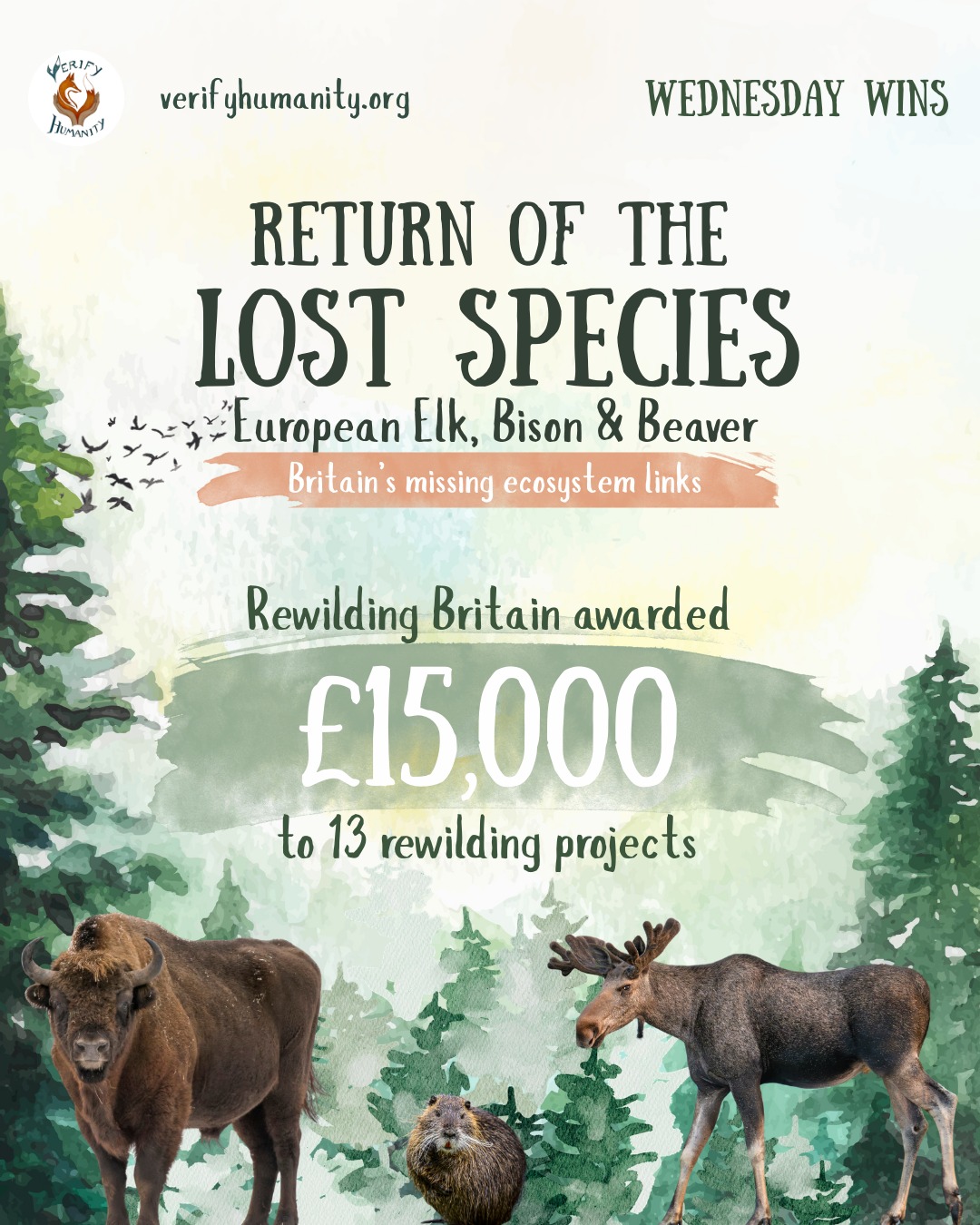 It's #WednesdayWins! ๐
This week we are celebrating Rewilding Britain's funding award for rewilding projects in 2025. In the world of compassionate conservation, we are often surrounded by bad news, so let's celebrate our animal victories! Use our #WednesdayWin hashtag to get involved!
This funding will support research into reintroducing key ecosystem engineers โ European elk, bison, and beavers.
Elk help shape wetlands and woodlands, so introducing them to areas where beavers have already returned could massively boost ecosystem recovery. The missing dream team.
European bison could also help fill the role of the forest bison who once roamed the UK forests before becoming extinct, restoring natural processes that have been missing for centuries.
Thank you to Rewilding Britain for sharing this brilliant news! #WednesdayWins which we love!
Source
Rewilding Britain - ELK, BISON & BEAVER: FUNDING AWARDED TO PROJECTS EXPLORING RETURN OF LOST SPECIES