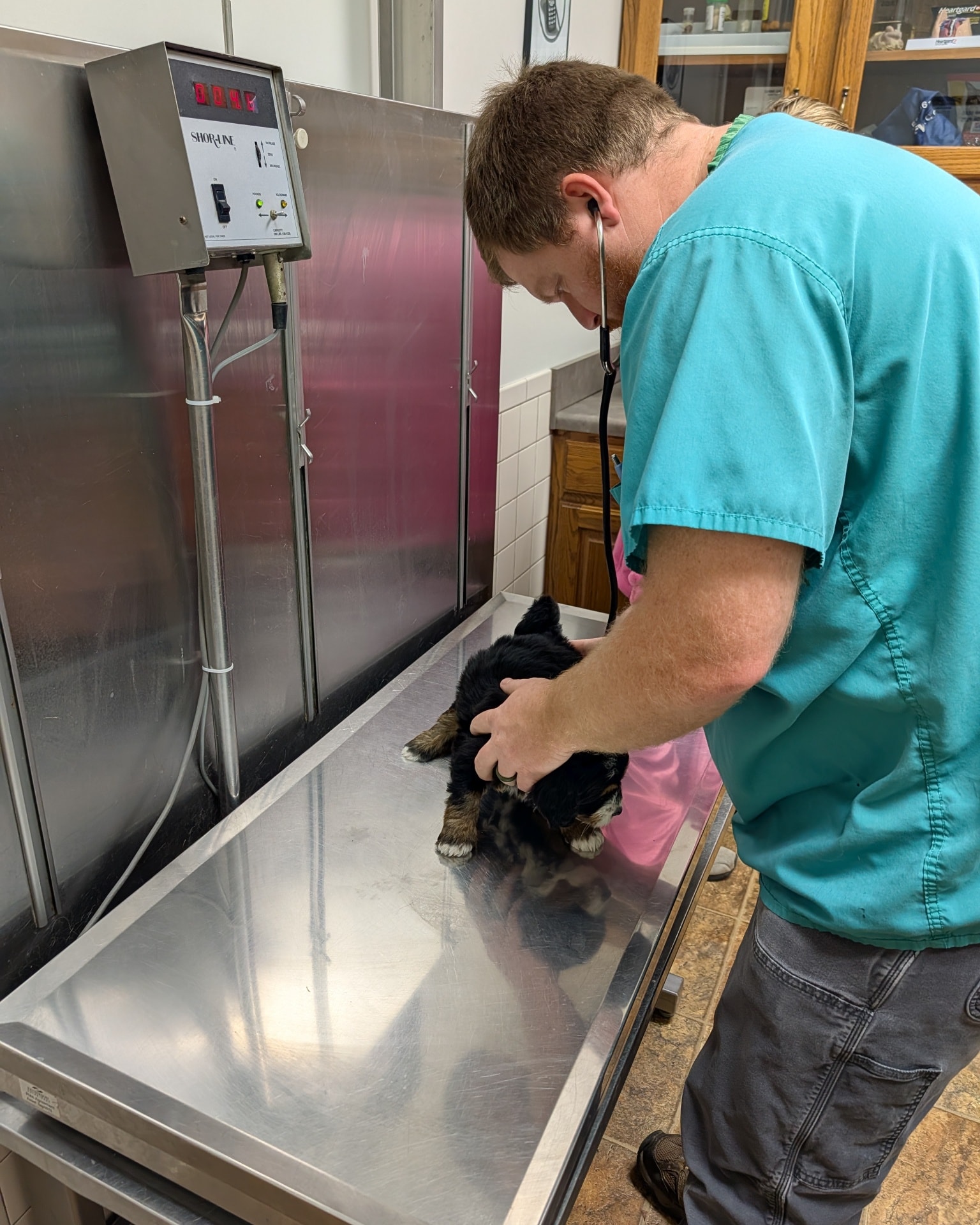 Their curriculum for today was a car ride and trip to the vet. Everyone checked out well and healthy, yay!!!
#brewerdoodles #puppylove #bernedoodle