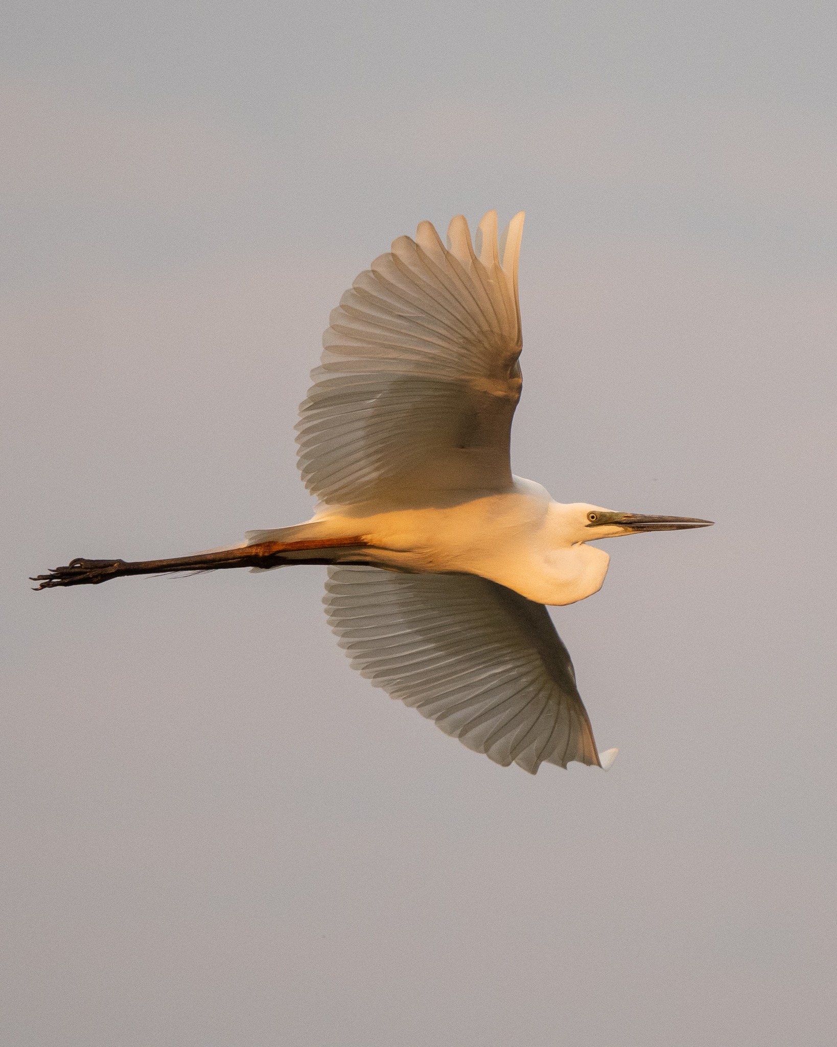 Up, up and away โ Great Egret, elegantly gliding past in the early morning light @panboolawetlands #nuts_about_birds #birdsofaustralia #omsystem