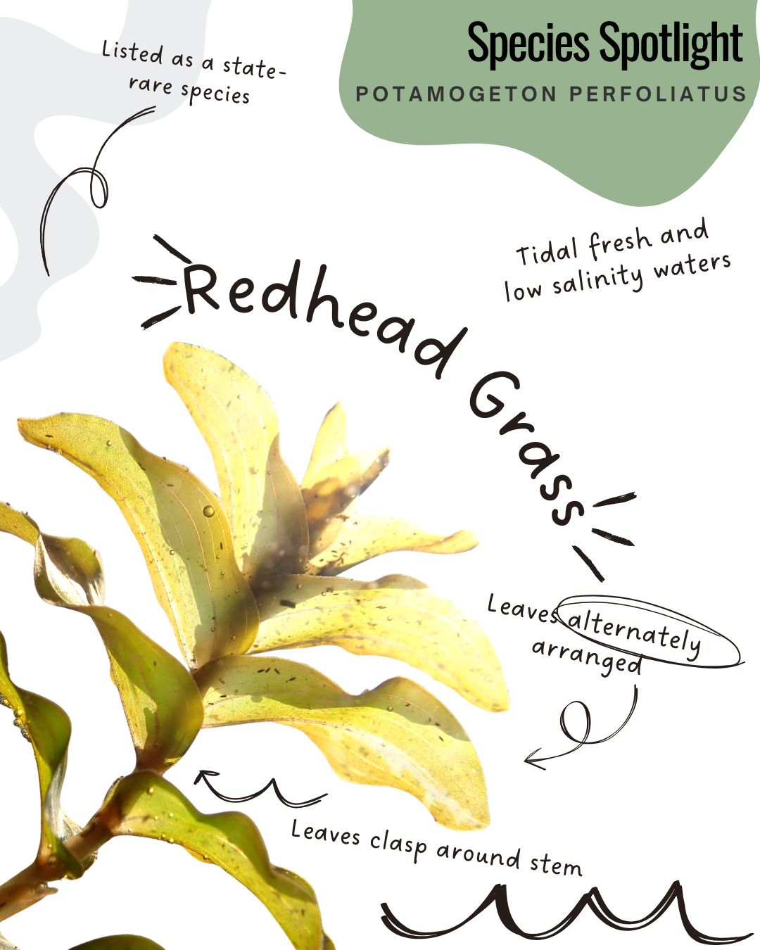 🌿 Species Spotlight: Potamogeton perfoliatus
Also known as clasping-leaf pondweed or redhead grass, this species is a great example of how learning plant names helps you truly see SAV in the field.
Its leaves fully wrap around the stem; a clasping attachment that makes it one of the easier pondweeds to identify once you know what to look for. And the name “redhead grass” reflects its ecological connection to the Aythya americana, a diving duck that feeds on submerged aquatic vegetation.
The more we learn to confidently identify species like this, the stronger our monitoring and restoration efforts become.
Want to put that knowledge to work?
✔ Join SAV Seekers and help collect standardized data across Delaware
✔ Upload your finds to our iNaturalist project to support species tracking
Check out opportunities to volunteer and get involved at delawaresav.org/volunteer
#SAVSeekers #SubmergedAquaticVegetation #CitizenScience #SpeciesSpotlight #KnowYourWaters