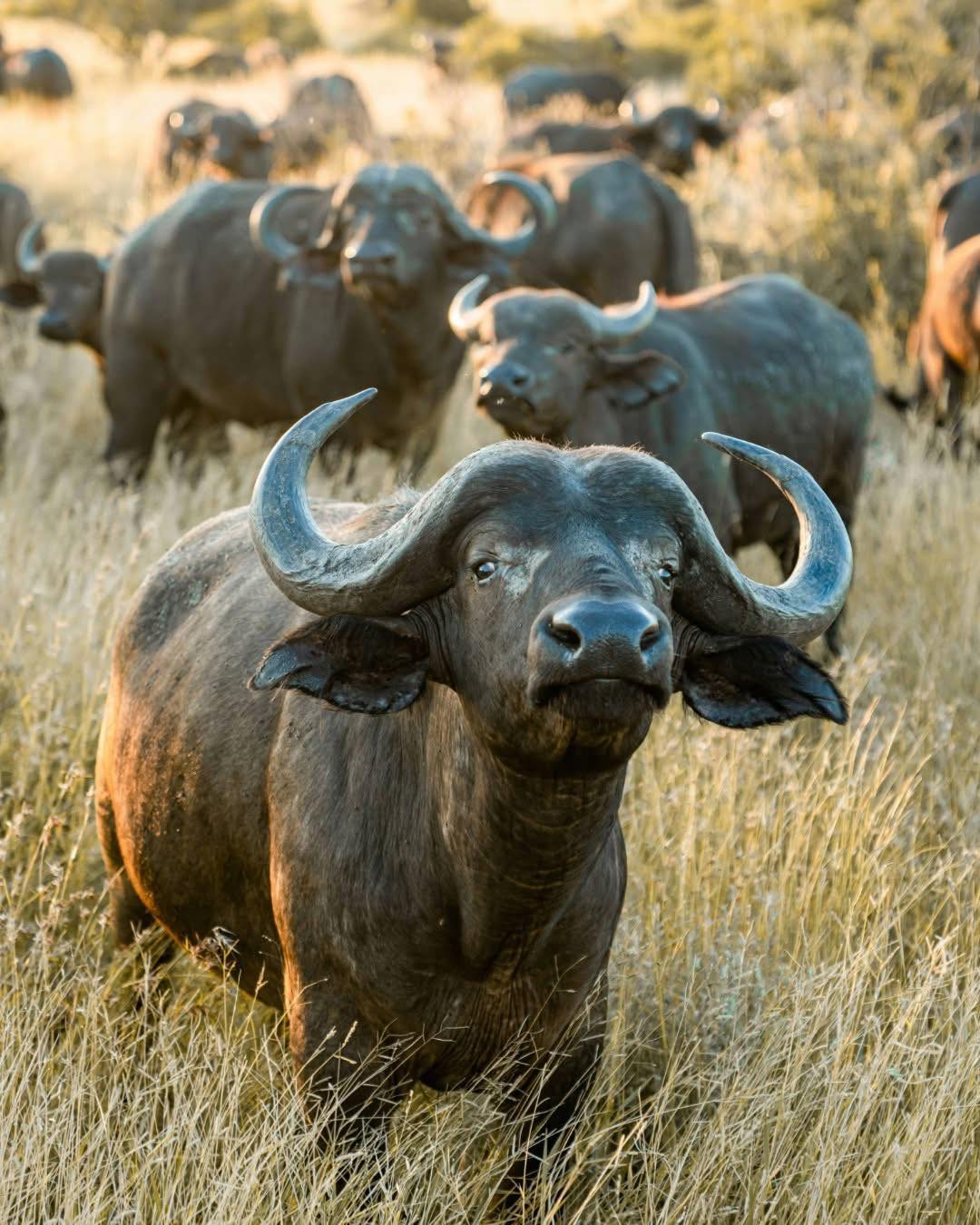 The only place in the world where you can see the Big Seven.
Most people have heard of the Big Five.
Lion. Leopard. Rhino. Elephant. Buffalo.
But South Africa goes bigger.
Because here, wildlife does not stop at the savannah.
Add Southern Right whales breaching along the coastline.
Add Great White sharks slicing through deep blue waters.
From game drives at sunrise to whale watching from dramatic cliffs. From tracking leopards in the bush to cage diving with sharks in the ocean. This is one country delivering two completely different wildlife worlds in one trip.
It is raw. It is powerful. It is unforgettable.
If South Africa is on your list, let’s do it properly and build you an itinerary that gives you the full Big Seven experience.
📞 07856 872978
📧 nctravel@travel-pa.com
🌍 www.nctravel.co.uk
#NCTravelUK #SouthAfrica #BigSeven