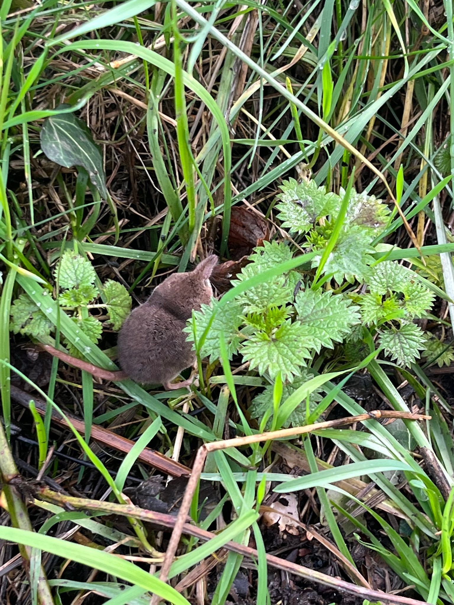 When I am out checking on the state of the river, fixing breaches, unblocking sluices or checking on the anglers, I always take time to look around. Today I spent a lovely few minutes watching this Pygmy Shrew out hunting, finding the early flowers of the burdock or just watching the old channels fill up and flow. I was also very lucky to get close to this sleeping barn owl. It must be tough trying to hunt in all this rain and I do occasionally see them out during the day after a lot of rain.
-
-
-
#itchen #chalkstream #flooding #watermeadows #volunteer #charity #inpt #spring