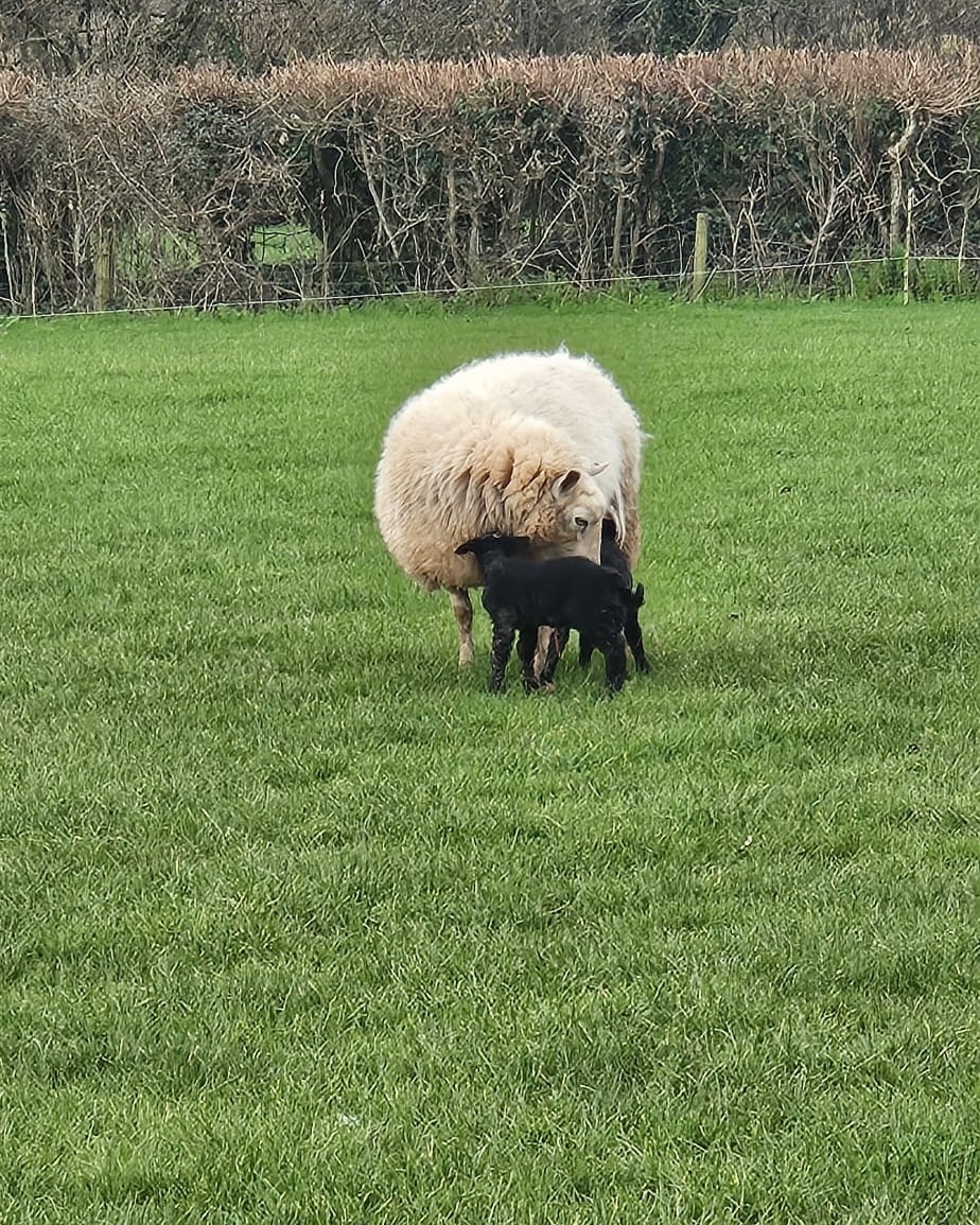 Another set of twins born this morning 🐑
#cannington #littleclayhillfarmshop #bridgwater
