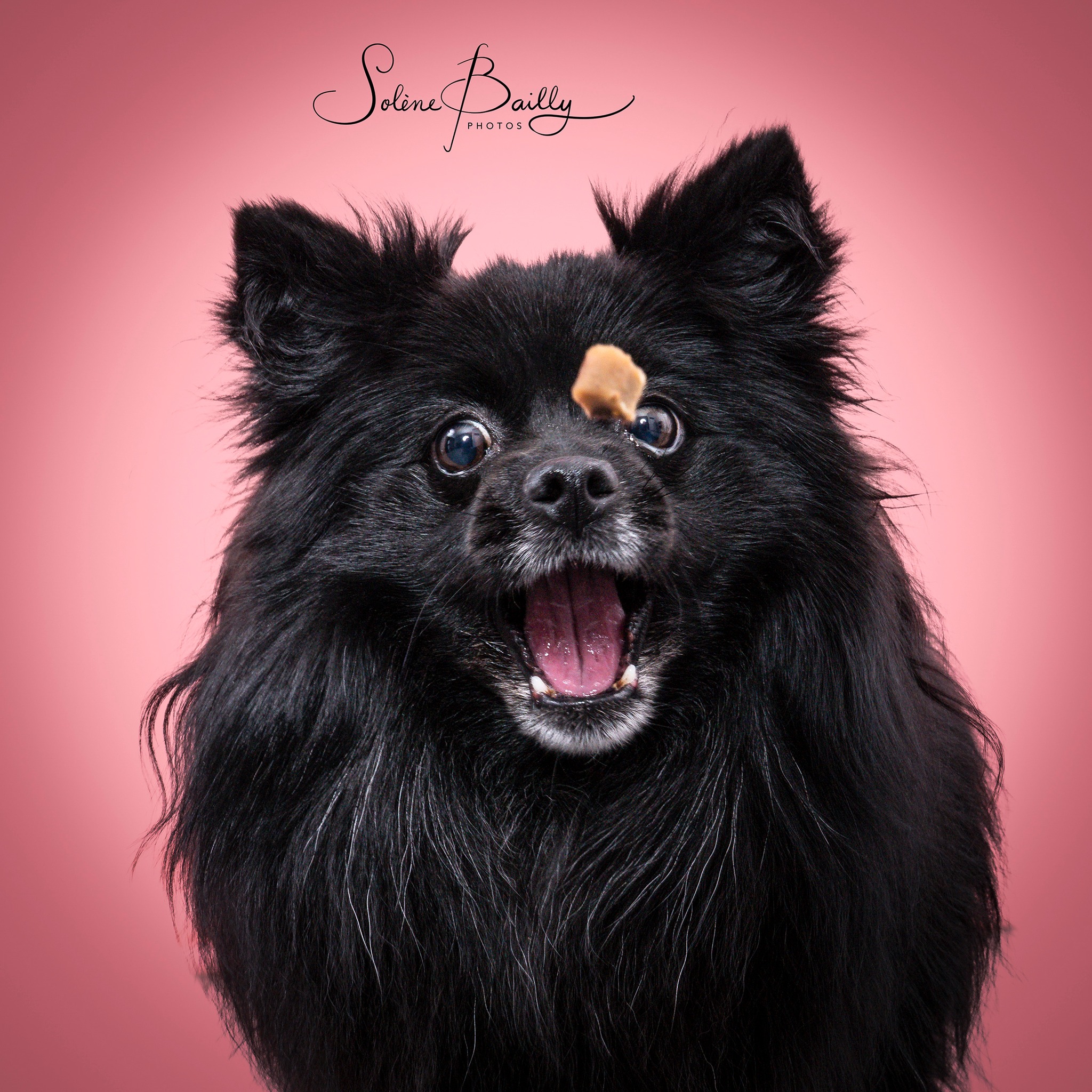 Et si on photographiait votre toutou autrement ? 🥰
.
#dogscatchingtreats #dogsofinstagram #dogs #dogslover #dogstagram #dogsphotography #dogsphoto #funnydogs #funnydog #funnydogface #chien #chiendrole #chienmignon