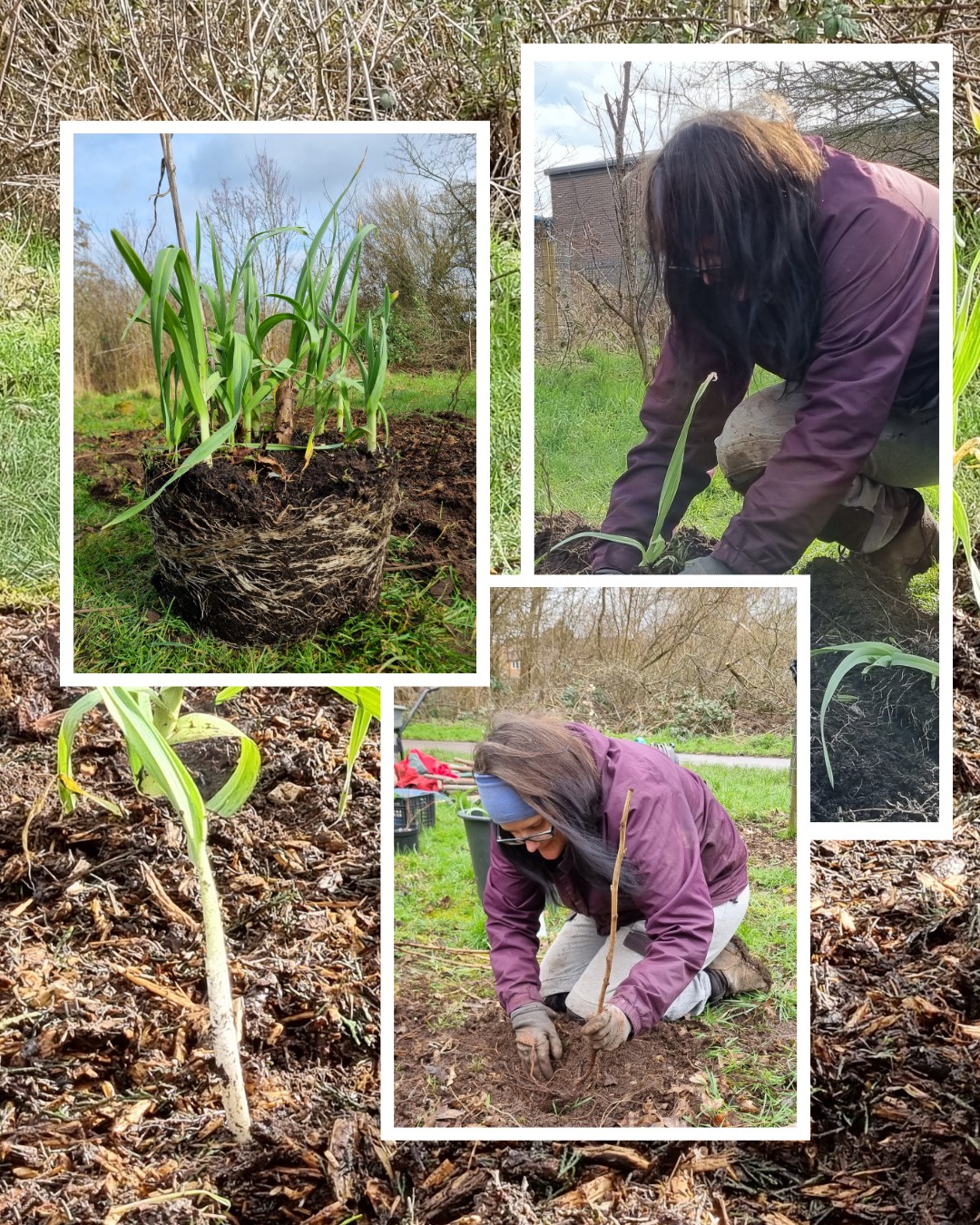 Planting more #EdiblePerennials at #BullfinchForestGarden in #Stirchley earlier this week to #GrowTheVillage!