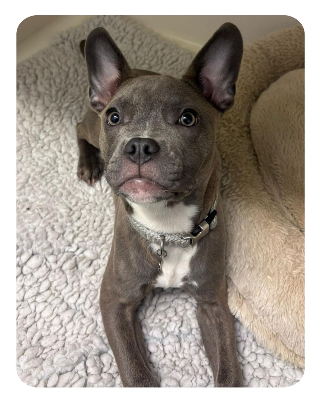 This is the adorable Honey🐾
Honey was four month old when she was brought in by her lovely owners after she had fallen off the sofa. Unfortunately she was unable to put weight on her right hind leg, and so we decided to take some x-rays.
Sadly x-rays confirmed Honey had damaged part of one of the long bones in her leg, known as the tibial tuberosity. It required surgical fixation which was performed in house with the help of our wonderful visiting advanced surgeon Tom Vanderhinch.
Tom secured the damaged piece of bone with implants and we’re delighted to report ever since Honey has gone from strength to strength, These implants will be removed shortly and hopefully Honey will develop as normal.
Well done to Honey, her lovely owners and all involved with her care👏