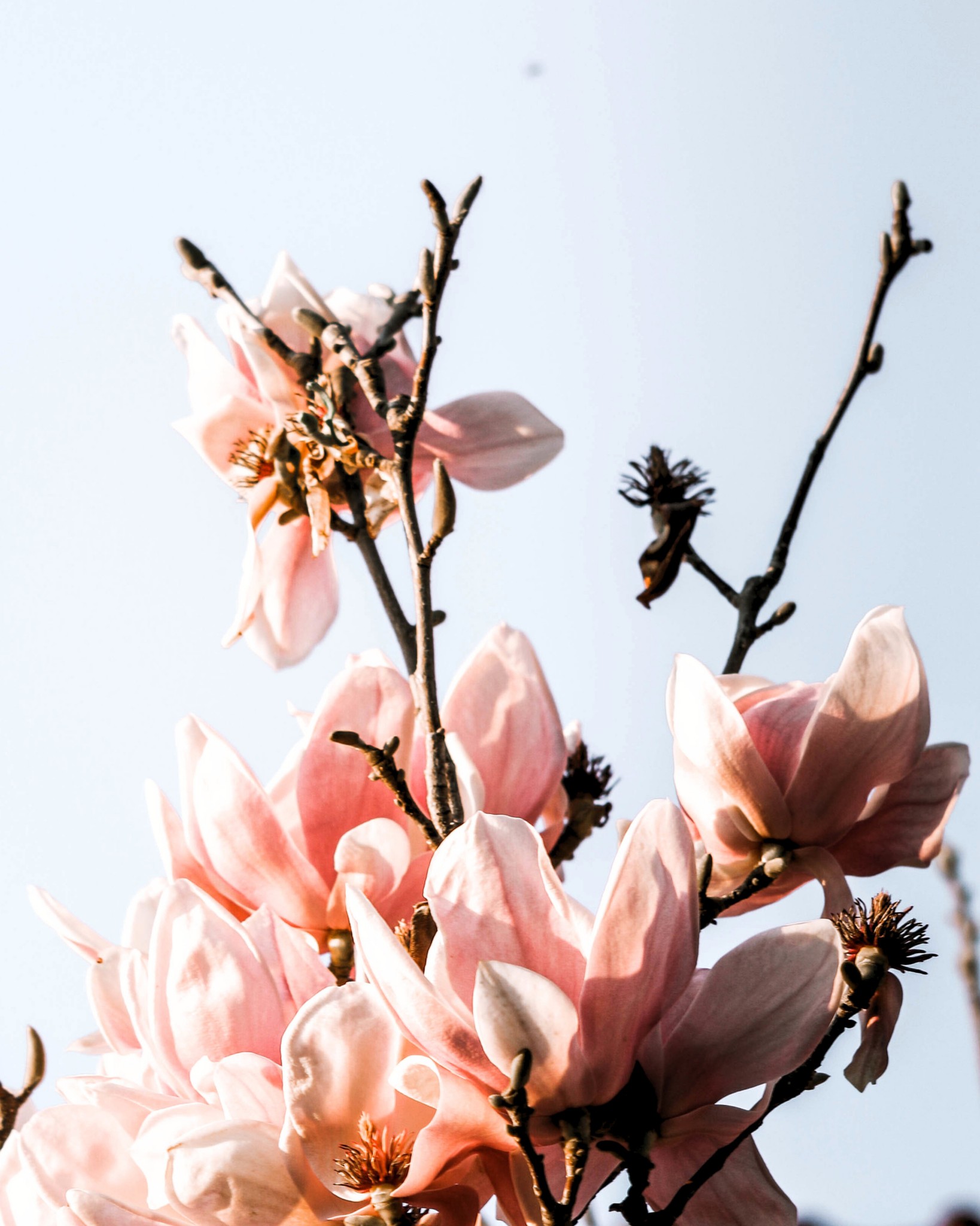 Soft florals and fresh green notes create a clean and uplifting atmosphere. A gentle scent to accompany peaceful Ramadan evenings.
Pair this aroma with your BloomAire diffuser and let it softly fill your home with freshness.
#BloomAire #FreshFloral