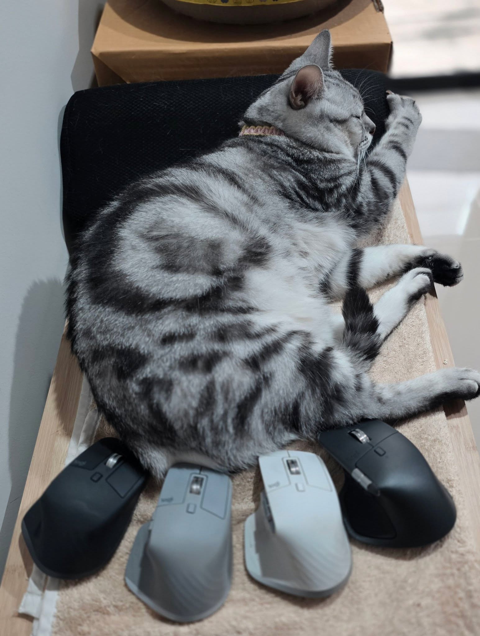 หนูจับแมว . . .