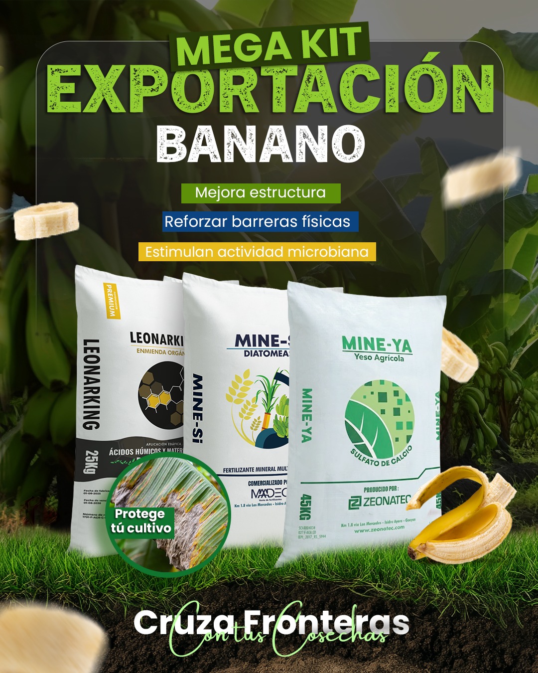 🌱🚀 Exportar no empieza en el puerto… empieza en tu suelo y cosecha.
Un cultivo listo para exportación no depende de un solo insumo.
Depende de un sistema que trabaje desde la raíz hasta la hoja.
💥 Con nuestro MEGA KIT BANANO logras:
🛡️ Mayor resistencia estructural
🌿 Raíces más profundas y eficientes
⚡ Mejor aprovechamiento de nutrientes
Porque cuando el suelo funciona el rendimiento se nota 📈🍌
📩 Escríbenos y lleva tu cultivo al siguiente nivel.