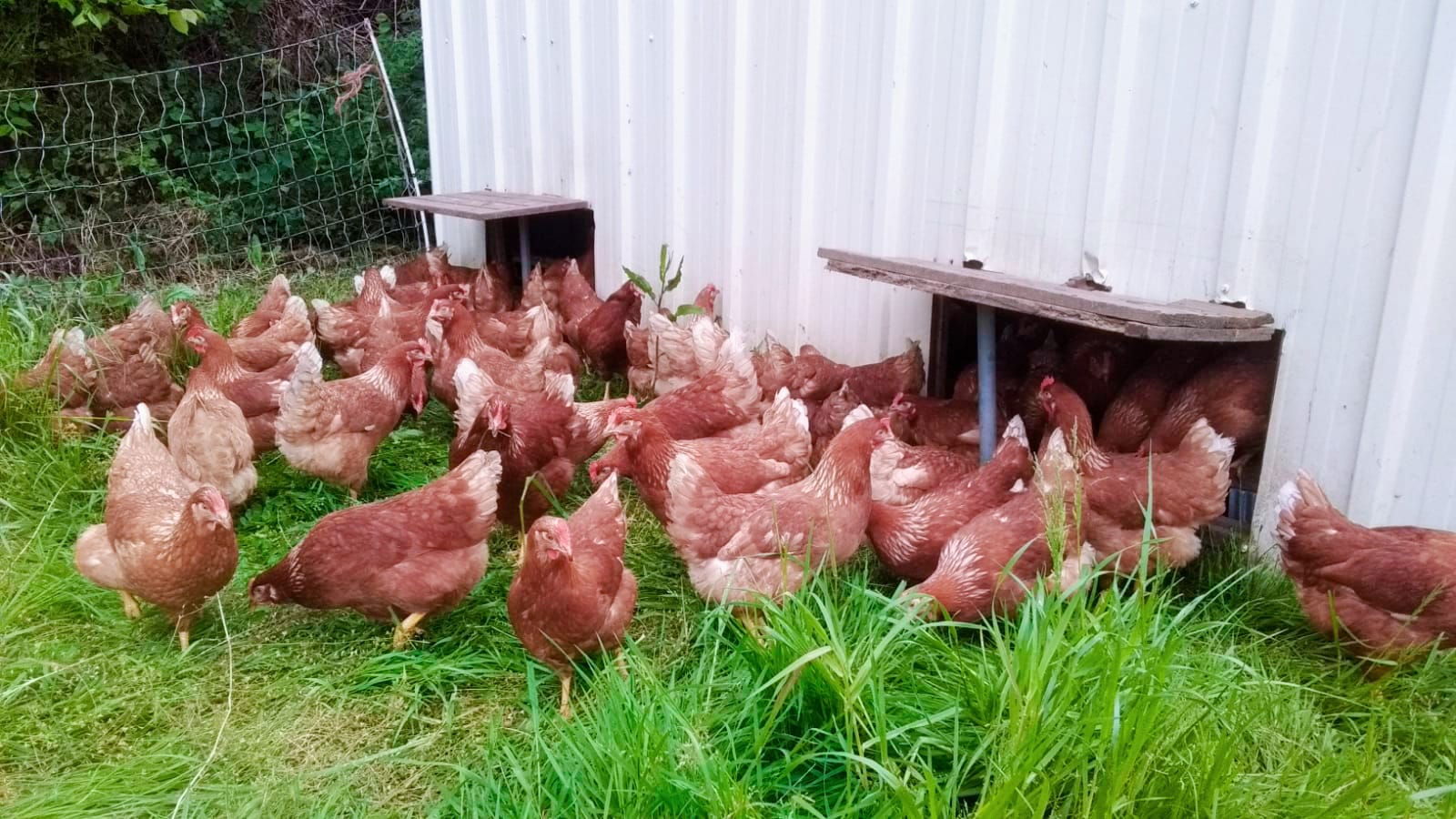 Vente de poules aux pot ce vendredi au @fermes_de_deux_main et 6 poules vivantes à adopter !
Afin de renouveler notre lot de poules pour la belle saison, nous avons dû nous séparer de notre plus ancien lot. C'est pourquoi des poules prêtes à cuire vous seront proposées à la vente ce vendredi.
Pour ceux qui souhaitent adopter des poules chez eux, il nous en reste 6 à adopter.
A toute à l'heure, 16h-18h ! 😃