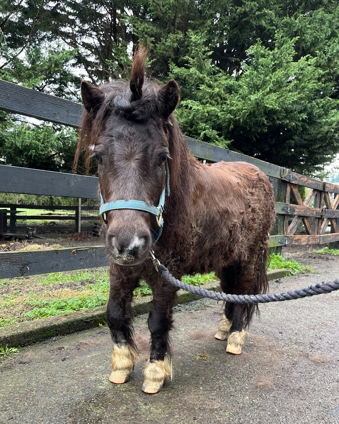 We love meeting horses big and small, but we especially love meeting those with fun names... What is the most unique/fun horse name that you've known?
We'll go first with one of many favorites:
Meet Harry Trotter, the unicorn!