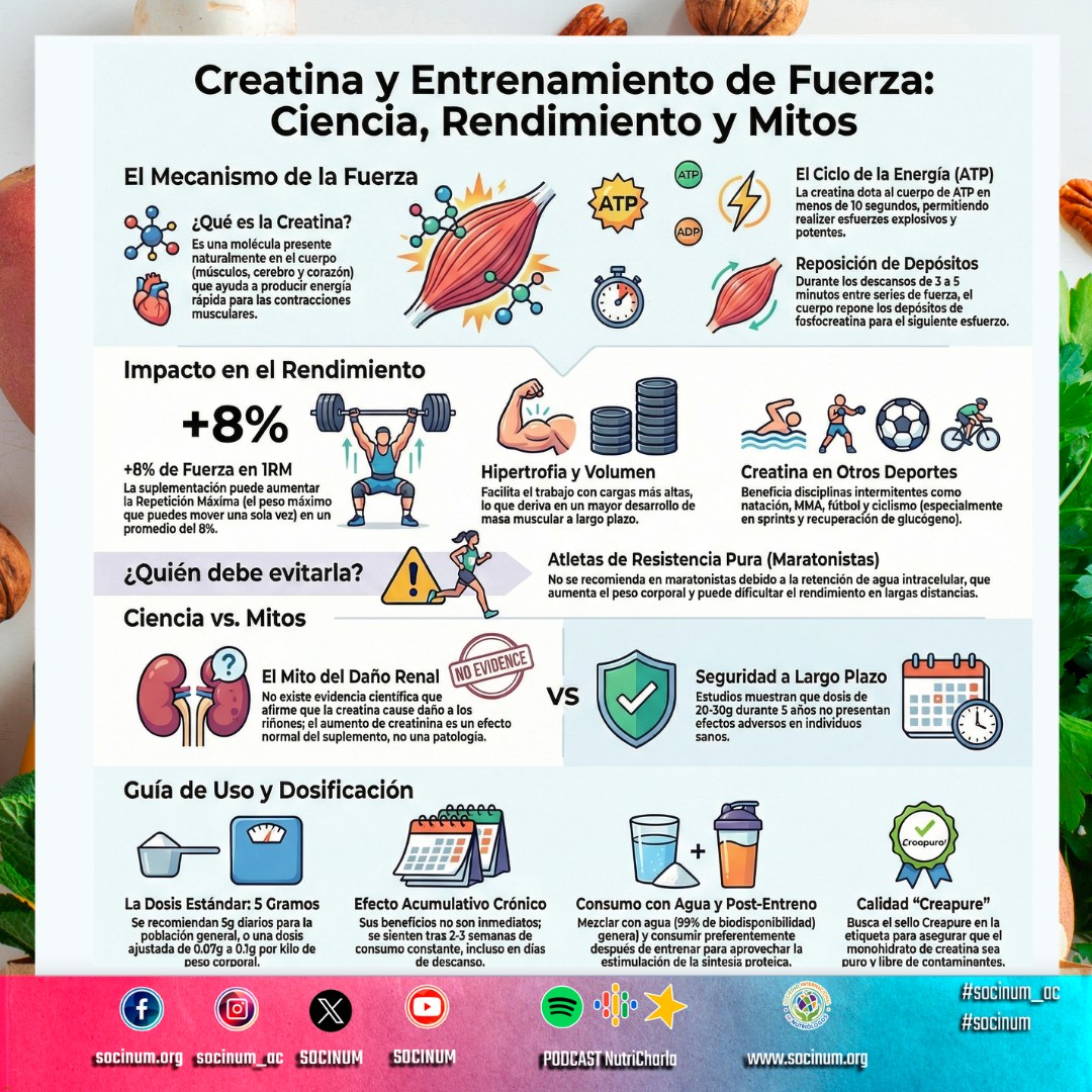 💪 Creatina y entrenamiento de fuerza: evidencia sobre percepción
La creatina es uno de los suplementos con mayor respaldo científico en nutrición deportiva. Su papel en el sistema fosfágeno permite resintetizar ATP de forma rápida, favoreciendo esfuerzos explosivos, mayor volumen de entrenamiento y adaptación muscular.
📈 Impacto en rendimiento
La suplementación se asocia con incrementos en fuerza máxima, potencia y capacidad para sostener repeticiones con cargas altas. A mediano plazo, esto se traduce en mayores estímulos hipertrs hipertróficos y mejoras en la composición corporal.
🏃♂️ Aplicabilidad deportiva
Su beneficio es claro en disciplinas intermitentes y de alta intensidad, así como en fases de entrenamiento orientadas a fuerza e hipertrofia. En deportes de resistencia pura, su uso debe individualizarse por posibles cambios en el peso corporal.
🧠 Mitos vs. evidencia
No existe soporte científico que relacione la creatina con daño renal en individuos sanos. El aumento de creatinina observado responde al metabolismo del suplemento y no a deterioro funcional.
🥤 Uso práctico basado en evidencia
* Dosis habitual: ~5 g/día
* Efecto acumulativo tras semanas de consumo continuo
* Puede ingerirse en cualquier momento, con énfasis práctico en el periodo post-entrenamiento
* Priorizar productos con certificación de pureza
👩⚕️ Para el profesional de la salud y el ejercicio, comprender el contexto fisiológico, la seguridad y la dosificación permite una prescripción responsable y libre de mitos.
#NutriciónDeportiva #Creatina #EntrenamientoDeFuerza #EvidenciaCientífica
¡No te quedes atrás y sigue actualizándote! La ciencia de la nutrición evoluciona constantemente. En SOCINUM AC te invitamos a formar parte de nuestros próximos talleres y eventos para dominar las herramientas más recientes en el área clínica.
Visita nuestro sitio: www.socinum.org Síguenos