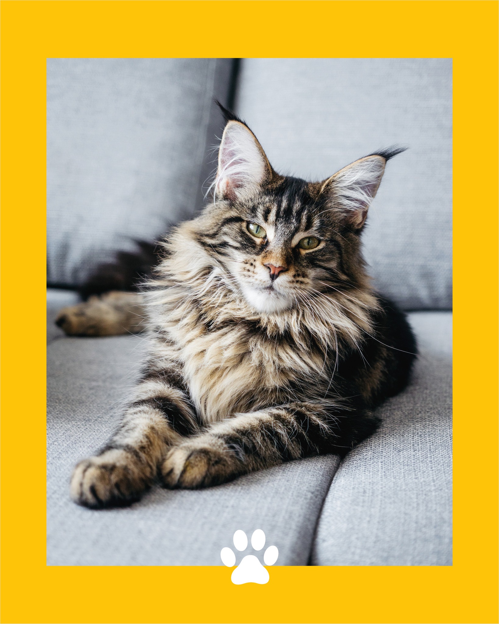 Fun fact : le maine coon ne miaule presque pas… il “roucoule” !
Cette grande peluche a une façon bien à lui de communiquer, avec des petits sons proches du gazouillis. Résultat : un chat XXL… mais tout en douceur 💛
#mainecoon #chat #amoureuxdeschats #funfactanimal #pattounesmagazine
