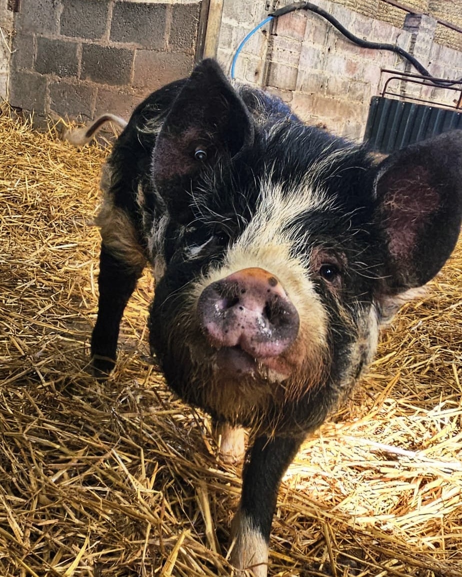 Meet our Kune Kune pigs.
We’ve got three of these friendly little characters here at Little Clayhill Farm, and they’re always busy pottering about, snuffling for snacks, and generally making everyone smile. If you spot them on your visit, come and say hello (they’ll be the ones acting like they own the place).
Pop in soon and see what they’re up to.
#kunekune #kunekunes #kunekunepig
