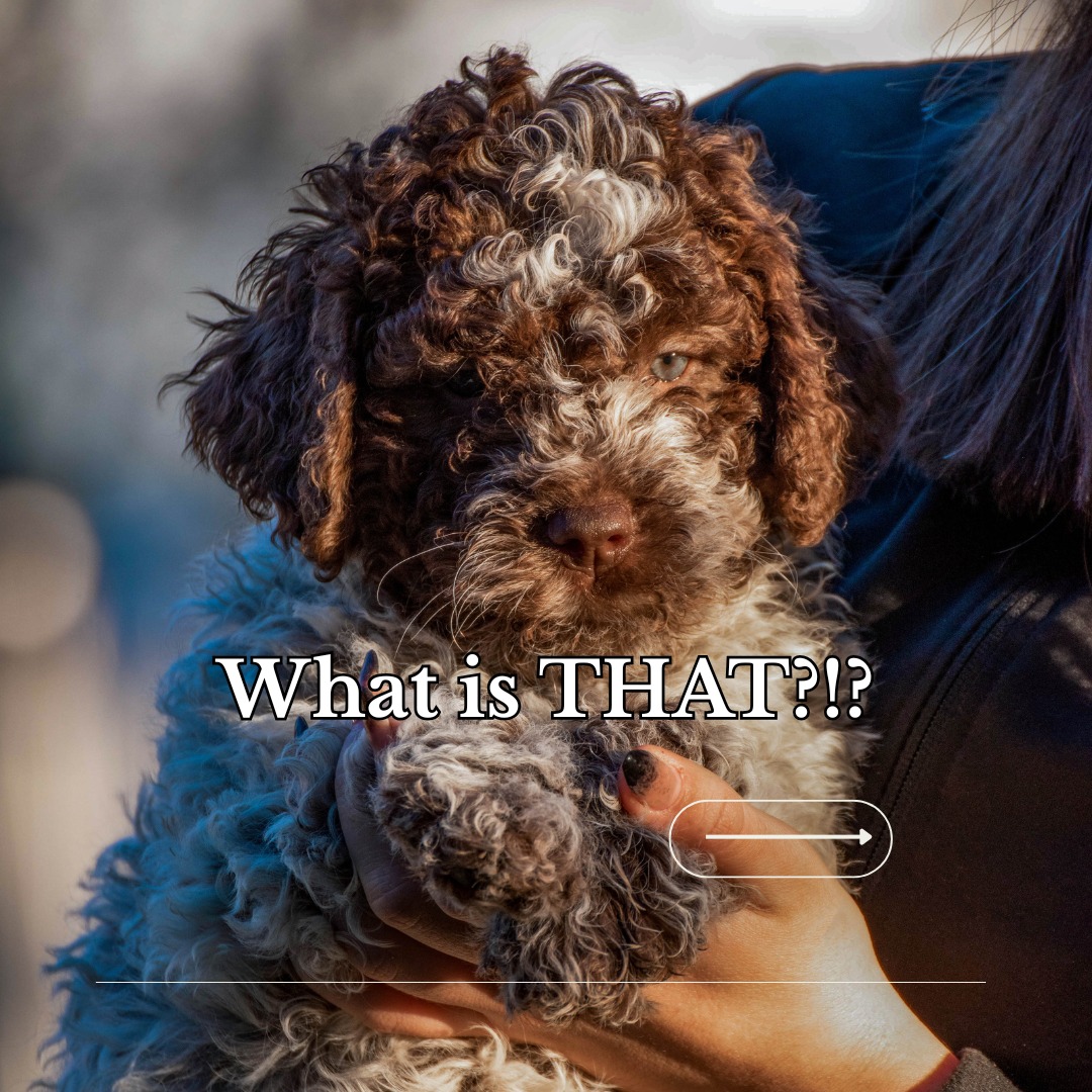 “What is that?” is basically the Lagotto Romagnolo’s life story.
Most people assume they’re a doodle. They’re not. This is an ancient Italian working breed originally bred to retrieve from water and later refined to hunt truffles using their incredible sense of smell 🐽
They’re smart. Extremely smart. And emotionally tuned in to their environment.
Which means they don’t do well with chaos, inconsistency, or being left to figure things out on their own. They thrive when they have clear structure, mental stimulation, and guidance they can trust.
And when their brain has a job to do, they truly shine.
Did you think this was a doodle, be honest because I did!!