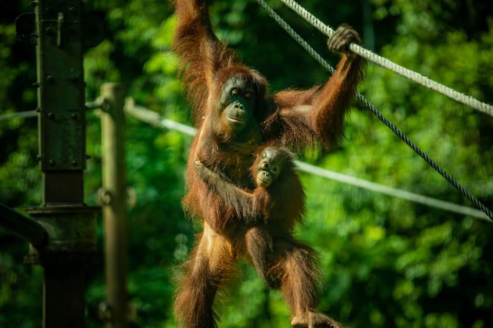 🌴 Kuala Lumpur & Wild Borneo Adventure 🐒
10 Nights from £2,199pp
📅 2 November 2026
City, rainforest, river safaris and orangutans… this is proper bucket list stuff.
Start in Kuala Lumpur 🇲🇾
3 nights at the 4* Royale Chulan with breakfast included.
Explore Batu Caves, waterfalls and hot springs before heading east.
Then it’s time for Borneo.
🦧 Sepilok Orangutan Rehabilitation Centre
🐻 Sun Bear Conservation Centre
🚤 Morning & evening river safaris on the Kinabatangan
🐢 Turtle hatchery visit
🌿 Jungle lodge stays
🏡 Local homestay experience
⛺ Permanent tented camp
This is a small group escorted adventure through East Sabah.
Wildlife, culture and proper off the beaten track moments.
✈ International & domestic flights included
🧳 23kg baggage
🚗 Private transfers
🍽 7 breakfasts, 4 lunches, 4 dinners
🌴 7 night escorted East Sabah tour
From £2,199pp
Deposit £400pp
Local fee in Kuala Lumpur
Tourism tax RM10 per room per night approx £6
If you want more than just a beach holiday… if you want stories to tell… this is it.
Let’s talk it through properly.
📞 07856 872978
📧 nctravel@travel-pa.com
🌍 www.nctravel.co.uk
#NCTravelUK #BorneoAdventure #BucketListTravel