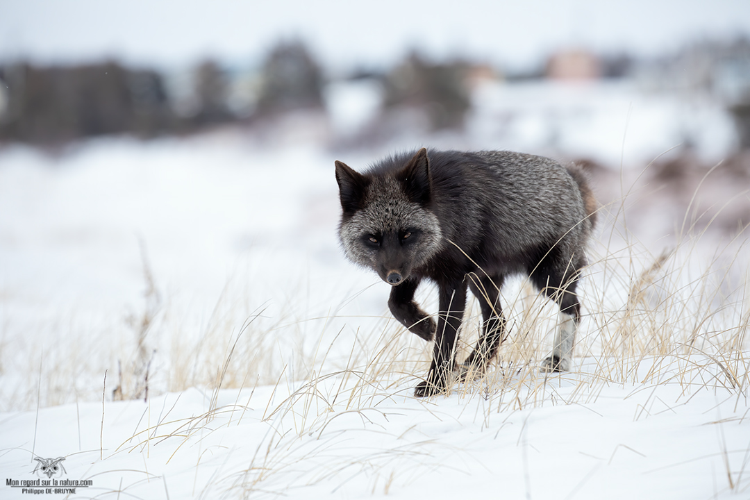 Toute une attitude pour ce renard argenté !!
Une marche lente et déterminée !!
Un regard que l'on n'oublie pas 🦊🥰
Philippe DE-BRUYNE© Mon regard sur la nature
La vente d'impression est un excellent moyen de m'encourager 🙏
#nature #wildlifephotography