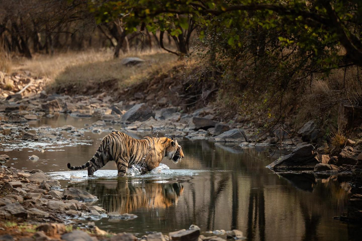 🐅 I love waking up to photos from customers on holiday. But oh wow Just look at this…
Clients currently in Ranthambore and this is what their morning game drive delivered.
A tiger.
In the wild.
Crossing the water like it owns the place.
No fences.
No crowds.
Just pure, natural India.
This is why Ranthambore is so special. You sit quietly, you wait, and then nature just does its thing. And when it does… it’s unforgettable.
I absolutely love putting India itineraries together because when it works like this, it really works.
What’s on your bucket list…
Golden Triangle.
Ranthambore safari.
Kerala backwaters.
Or something completely bespoke.
These are the kinds of photos you frame.
If India is even slightly on your radar, let’s talk.
📞 07856 872978
📧 nctravel@travel-pa.com
🌍 www.nctravel.co.uk
#NCTravelUK #Ranthambore #IndiaSafari