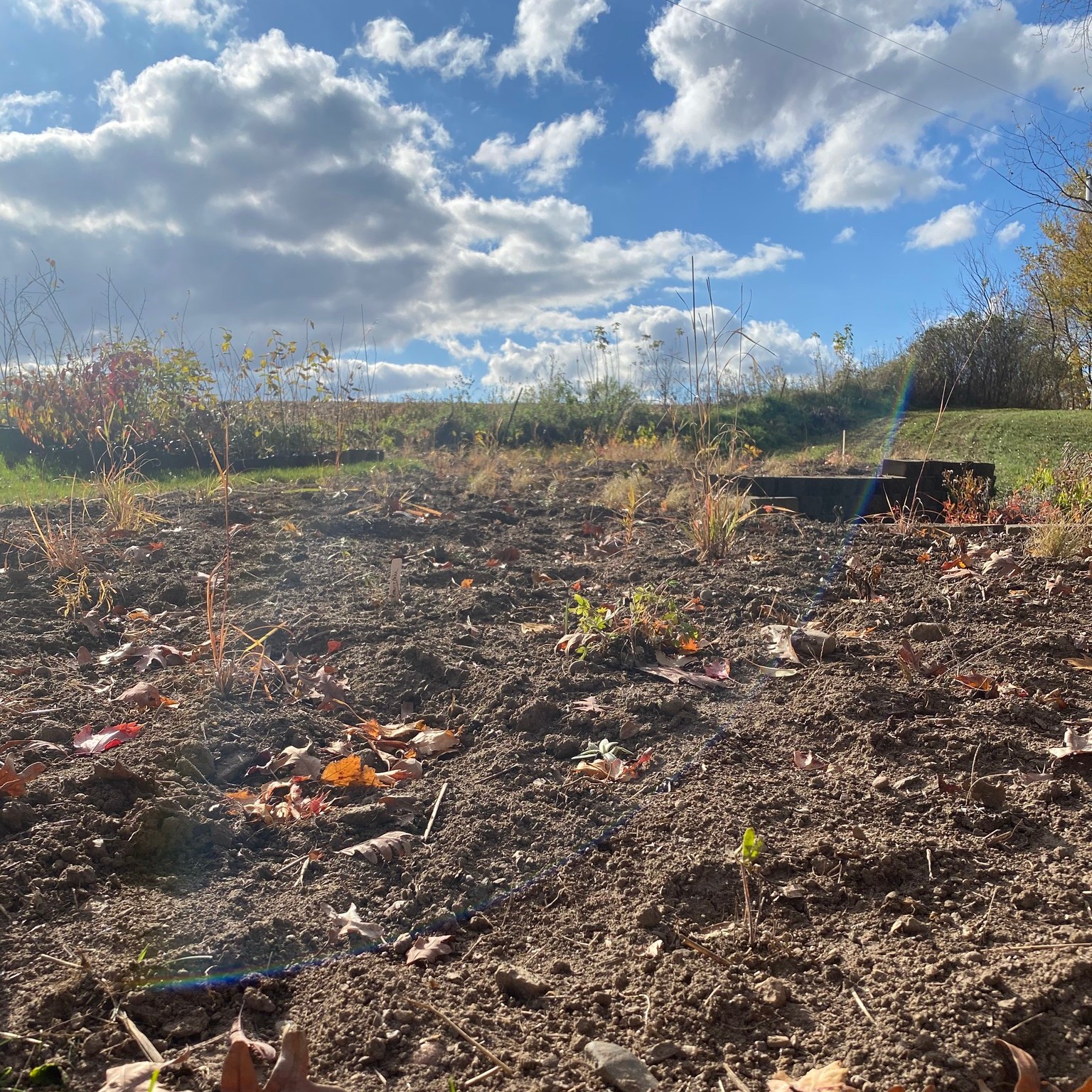 The sun is out, the weather is warm ... let’s plan some projects! ☀️
If you’re planning a native planting project this year (or you’re participating in programs like Lawns to Legumes 🌱) this is your friendly reminder that you don’t have to figure it all out alone.
We genuinely love helping people think through their spaces. Sun or shade, clay or sand, small corner bed or full lawn conversion. We’re always happy to talk through plant options and help you build something that works long term.
New planting projects can feel overwhelming at first, but they don’t have to be. We’re here for the questions, the sketches on scrap paper, and the “will this actually grow here?” conversations 💚
Photo throwback to last fall - planning and designing our new display garden! Can't wait to see it start growing this year!