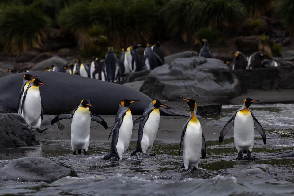 🐧 Falkland Islands & South Georgia
If wildlife and remote landscapes are your thing, this is a serious bucket list journey.
This 20 day expedition gives you more time in both the Falkland Islands and South Georgia than most itineraries out there. It sails from Puerto Madryn in Argentina and reaches some of the most wildlife rich and rarely visited areas of the South Atlantic.
You’ll spend three days exploring the Falklands, including Steeple Jason, home to the world’s largest black browed albatross colony, and New Island.
Then six full days in South Georgia, which is incredibly rare.
Expect
🐧 Up to six species of penguin
🦭 Southern elephant seals during peak pupping season
🐬 Multiple dolphin species
🕰️ A visit to Sir Ernest Shackleton’s grave
🌊 Vast landscapes and true expedition style exploration
The ship carries just 199 passengers, which means more opportunities to get off the ship and explore. Spacious suites, excellent viewing areas and strong sustainability credentials throughout.
🗓️ 19 October 2027
🗓️ 20 days
✈️ From £22,699pp including flights and compulsory charges
This isn’t a quick Antarctica tick box trip. It’s about time in destination and serious wildlife encounters.
If this is the kind of journey you’ve always talked about, message me and we can look at cabins and availability.
📞 07856 872978
📧 nctravel@travel-pa.com
🌍 www.nctravel.co.uk
#NCTravelUK #WildlifeTravel #PolarExpedition