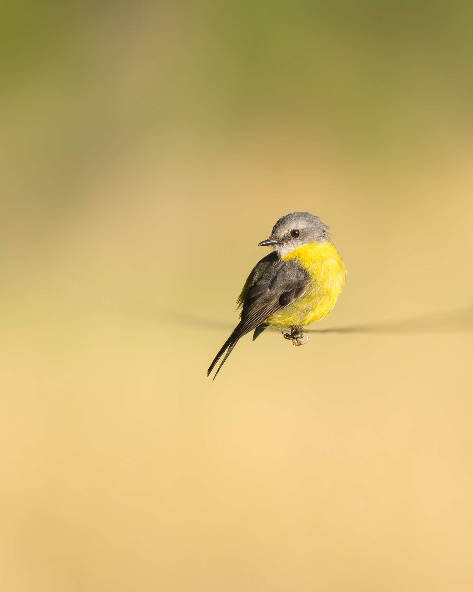 Little bird on a wire ๐ Eastern Yellow Robins, a photographers delight, they pose so nicely ๐ฅฐ #birdphotography #nuts_about_birds #birdsofaustralia
