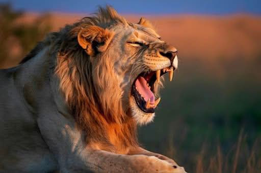 🦁 Private Kenya Safari & Diani Beach Escape 🌊
10 Nights from £2,809pp
📅 09 April 2026
If you’ve ever dreamed of seeing the Big Five… and then ending your trip on white sand with the Indian Ocean in front of you… this is that trip.
Start in Lake Nakuru National Park
🦩 Flamingos
🦏 Rhinos
🦒 Giraffes
🦁 Lions
Then onto the iconic Masai Mara for proper bucket list game drives.
Think golden plains.
Elephants at sunset.
Lions under acacia trees.
Optional sunrise hot air balloon safari if you want something unforgettable.
Then… slow it right down.
🌴 7 nights on Diani Beach
4* Pinewood Beach Resort & Spa
Half Board
White sand. Warm sea. Proper switch off time.
What’s included
✈ International flights with 23kg baggage
🛏 1 night Lake Nakuru Sopa Lodge Full Board
🛏 2 nights Loyk Mara Camp Full Board
🏖 7 nights Pinewood Beach Resort Half Board
🚗 Private return transfers
🎟 Park and conservancy fees
🍽 Farewell lunch in Nairobi
From £2,809pp
No local fees payable
This is such a lovely mix. Proper safari adventure followed by beach relaxation.
If Kenya is on your list, this is fantastic value for April travel.
Let’s talk airports and availability before it shifts.
📞 07856 872978
📧 nctravel@travel-pa.com
🌍 www.nctravel.co.uk
#NCTravelUK #KenyaSafari #SafariAndBeach