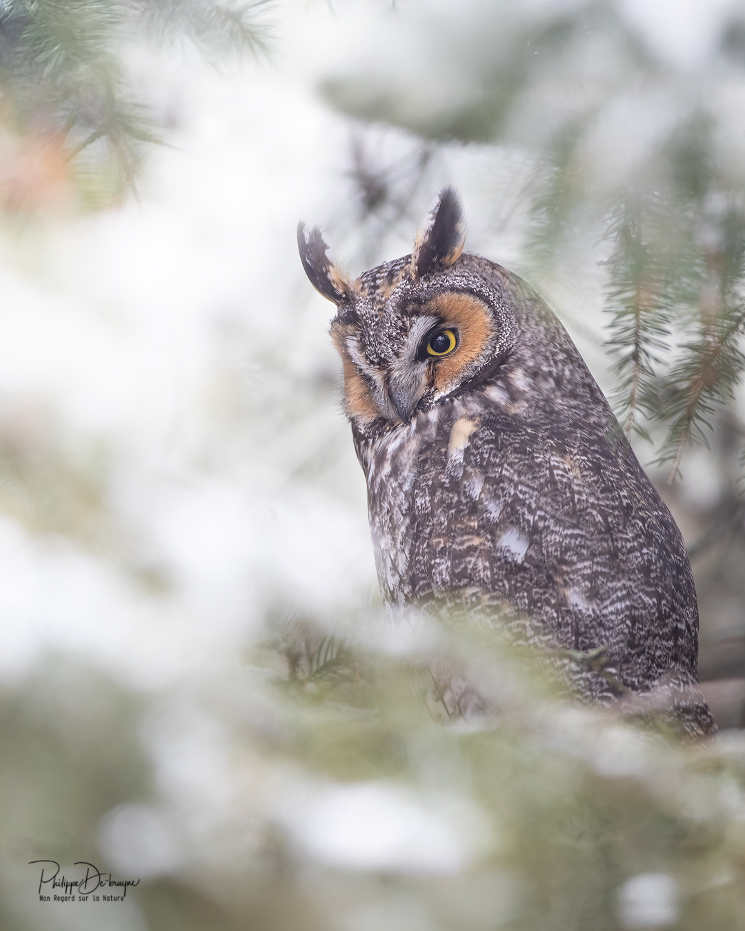 Le hibou Moyen duc en hiver 🦉❄
Philippe DE-BRUYNE© Mon regard sur la nature
La vente d'impression est un excellent moyen de m'encourager 🙏
#nature #wildlifephotography